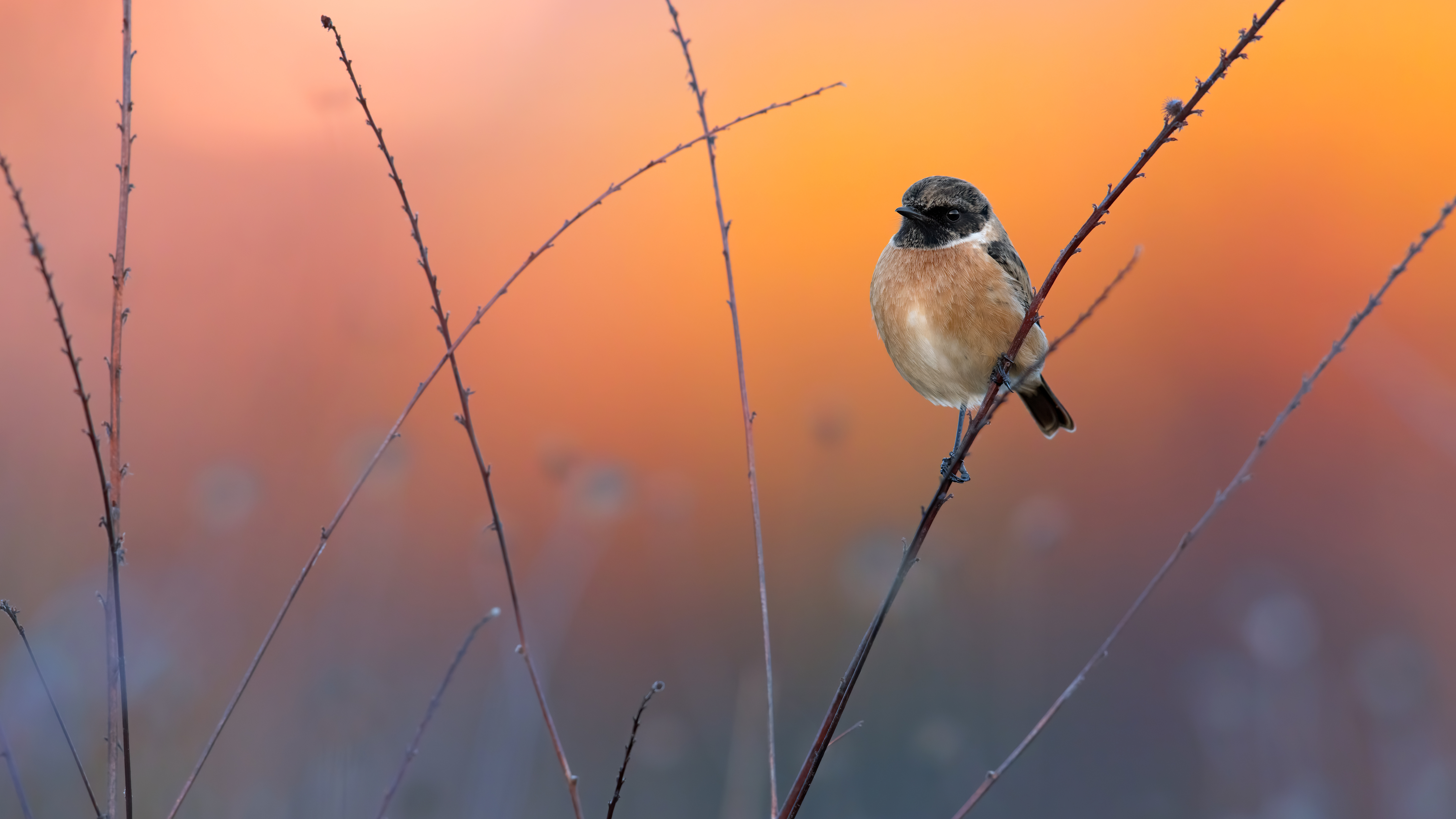 фото, join, stonechat