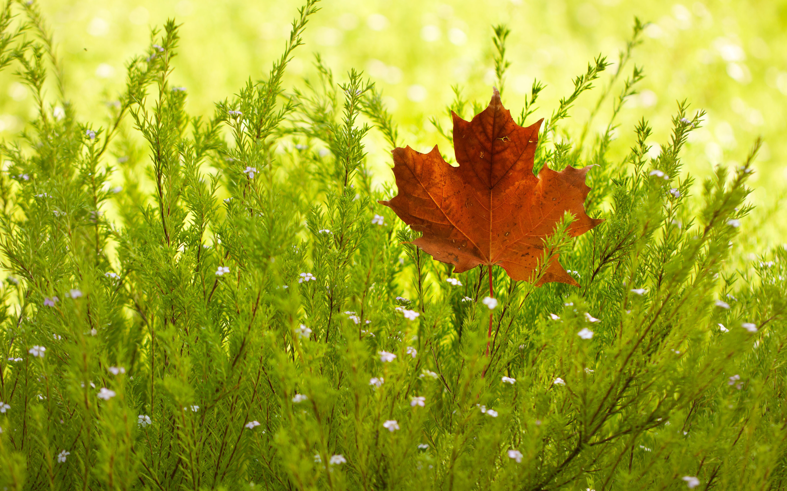 лист осень трава природа скачать