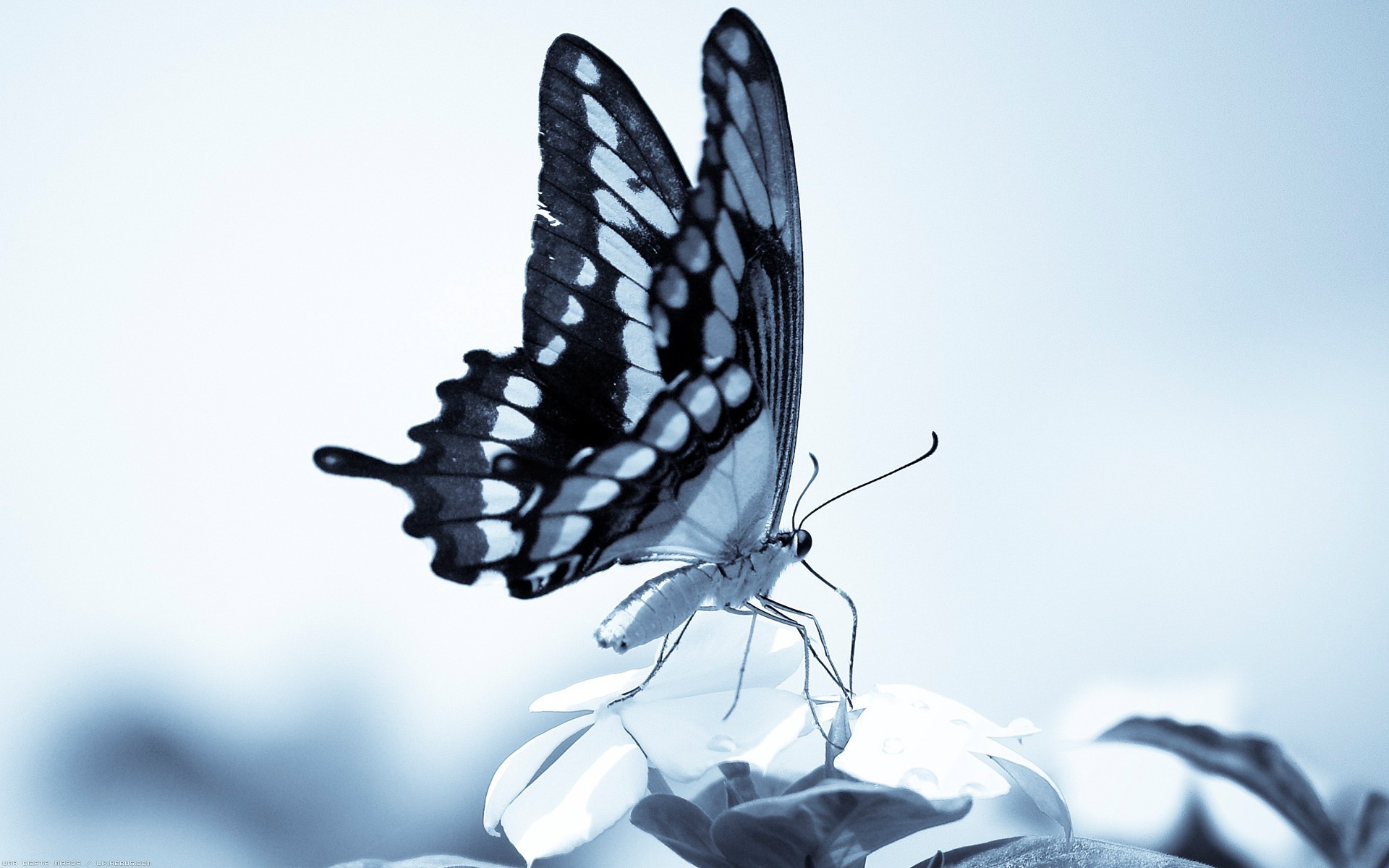 бабочка, прозрачные крылья без смс