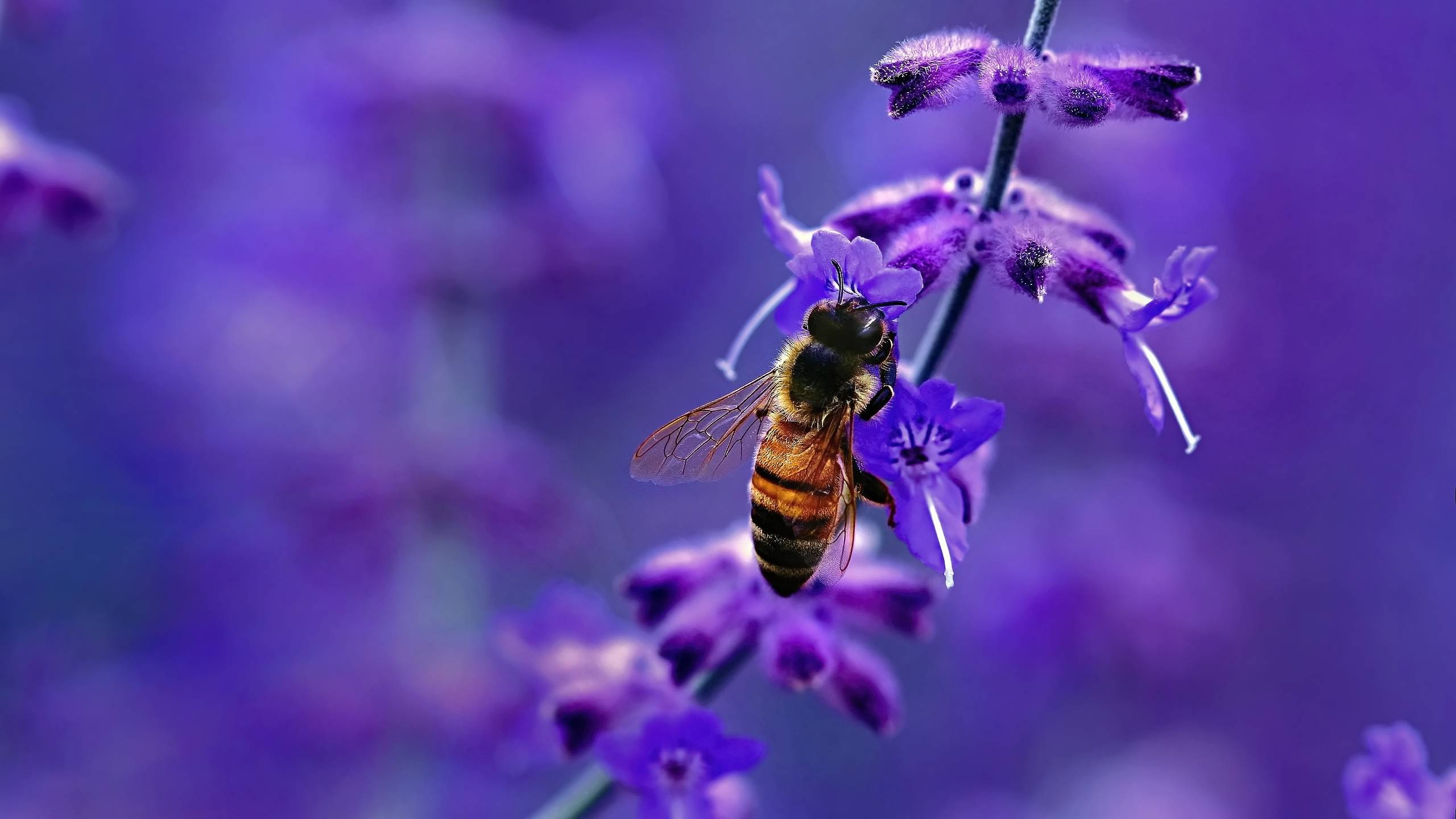 purple, пчелка, цветы