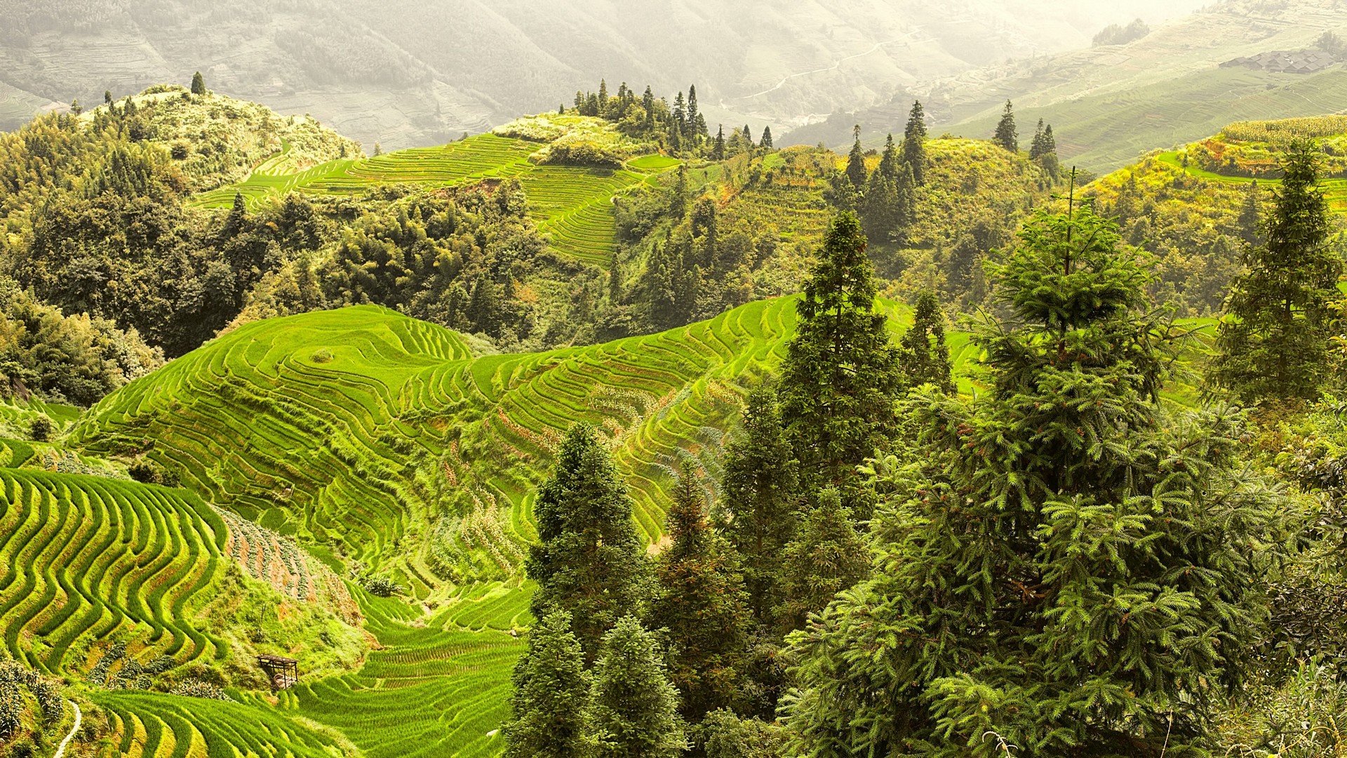 виноград, одеть, мужчина