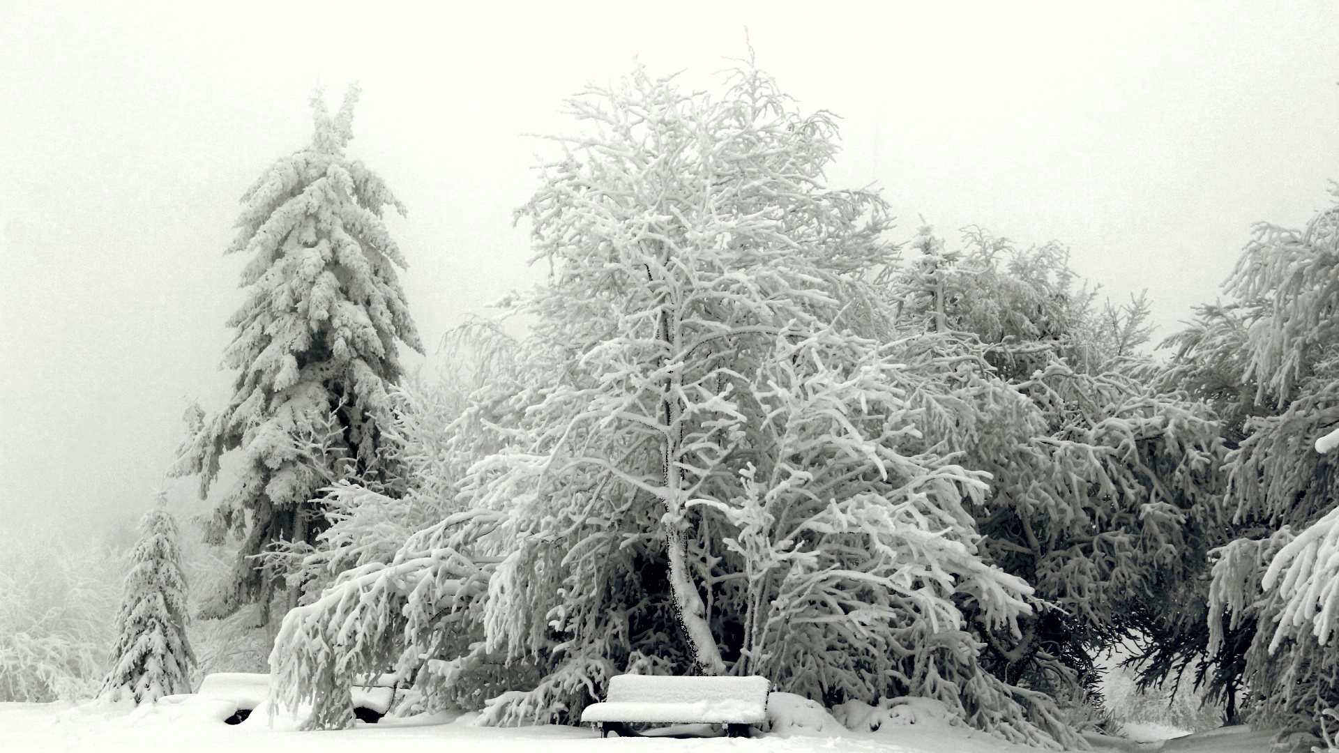снежная сцена парка со скамейкой и деревьями, покрытыми снегом