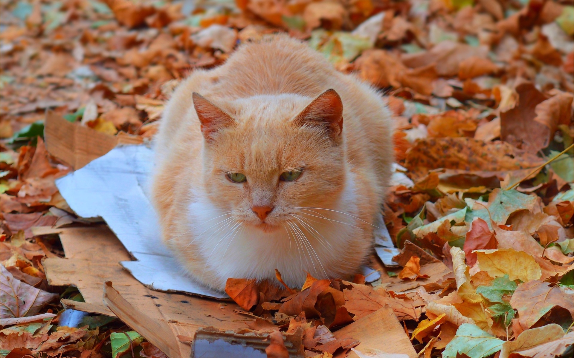 осень, кот