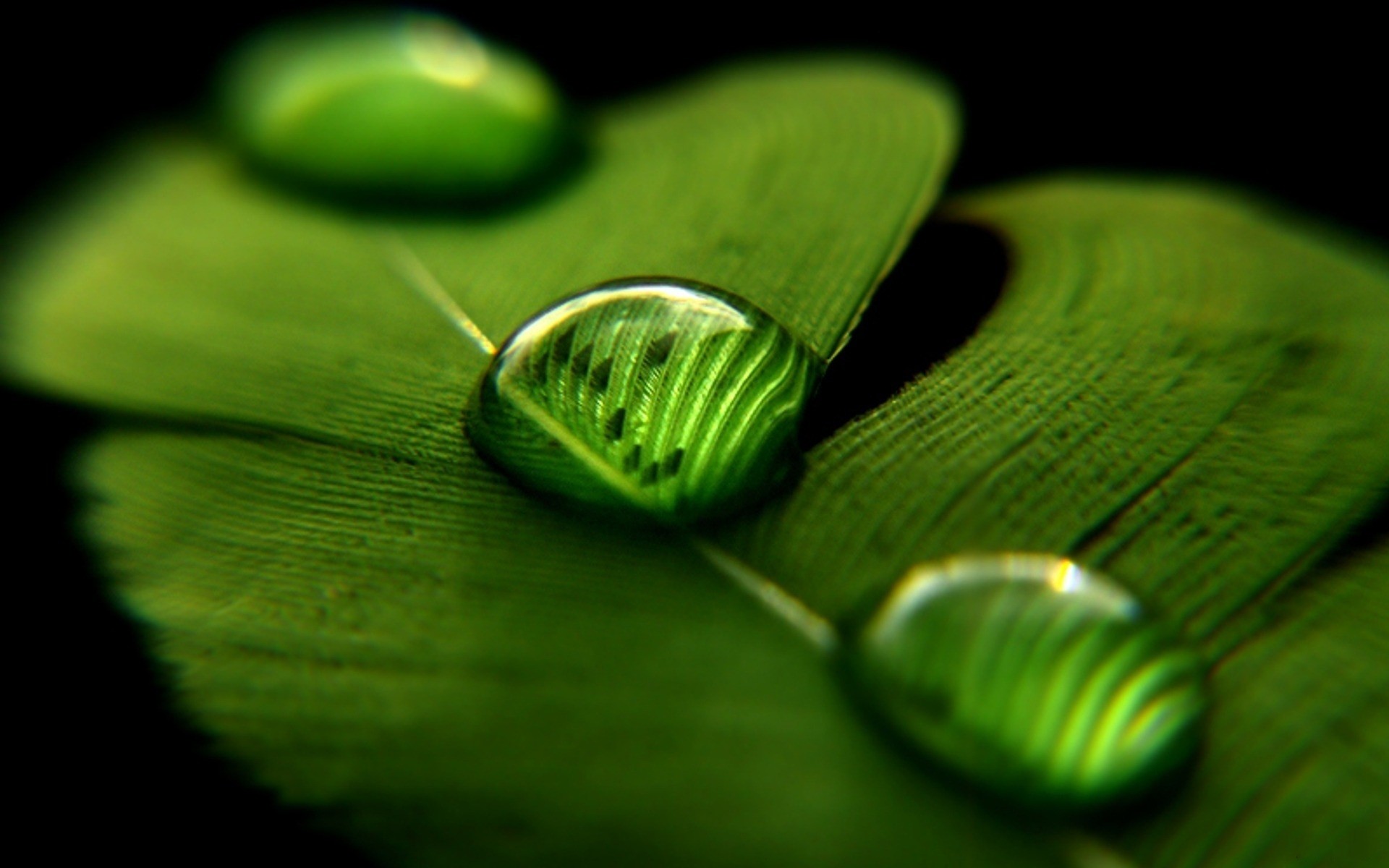 drop, makryi, перо