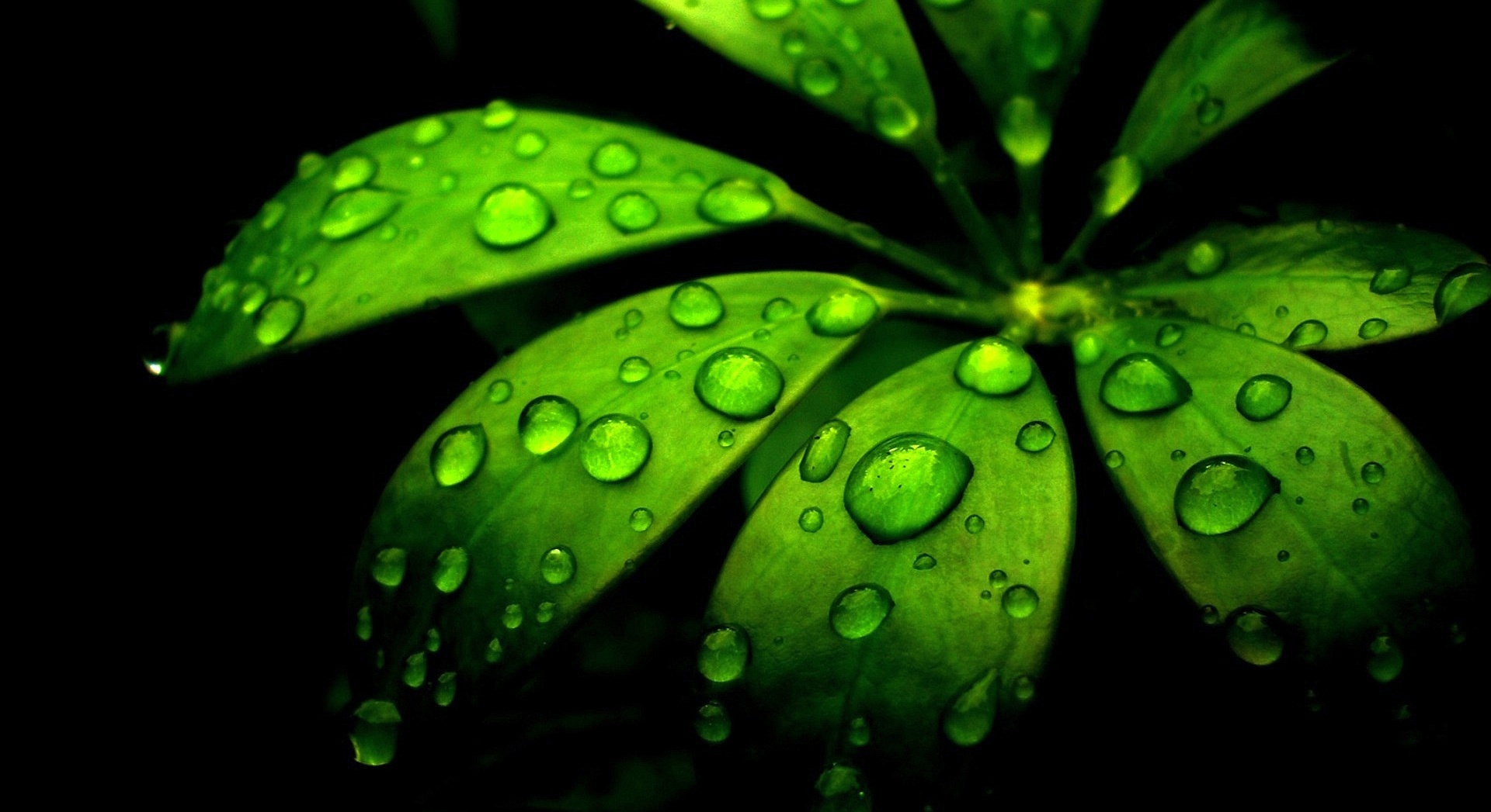 лист, drop
