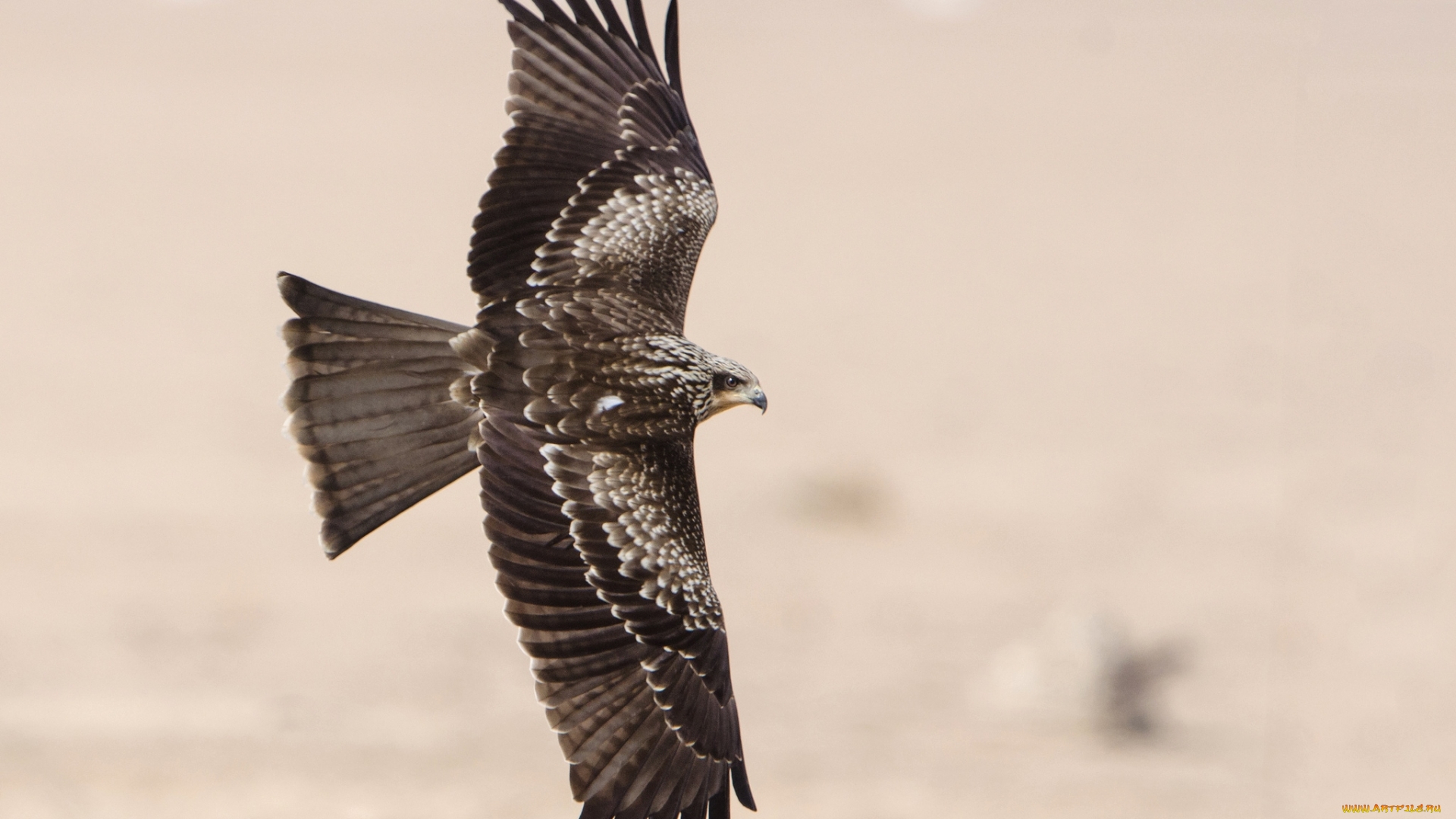 есть птица, которая летит в небе с раскинутыми крыльями