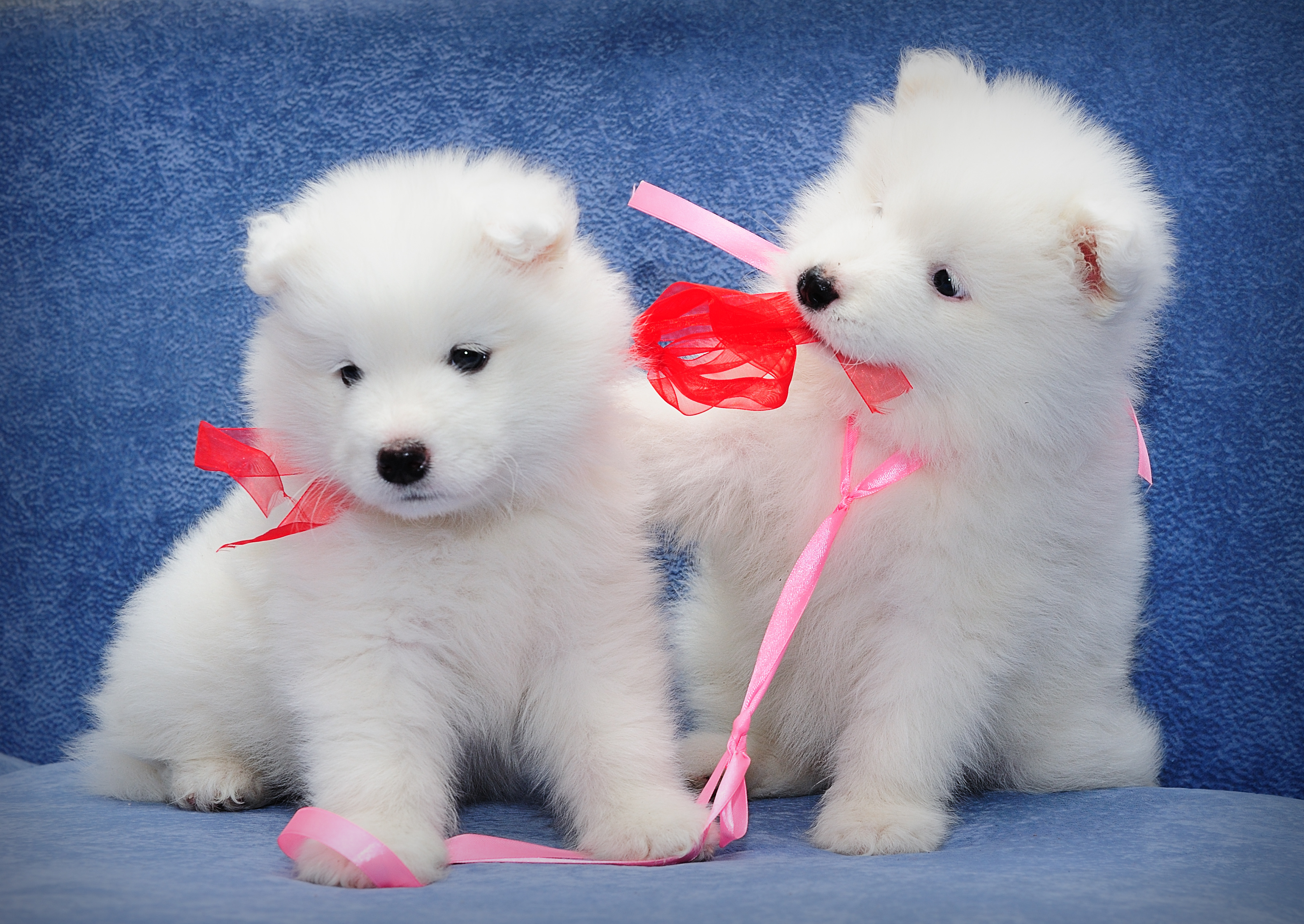 samoyedo, samoyed, cachorros