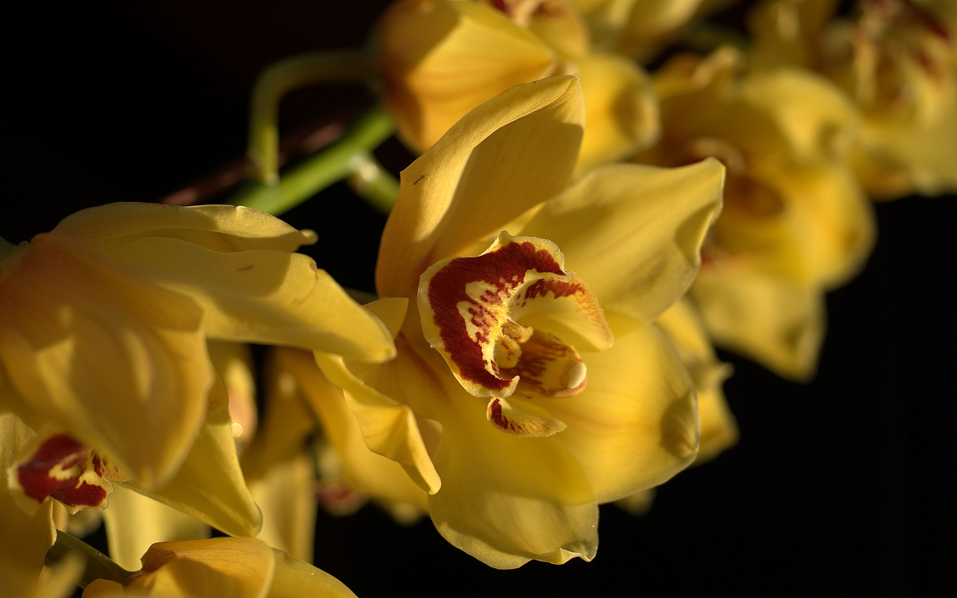 природа цветы желтая орхидея nature flowers yellow Orchid без смс