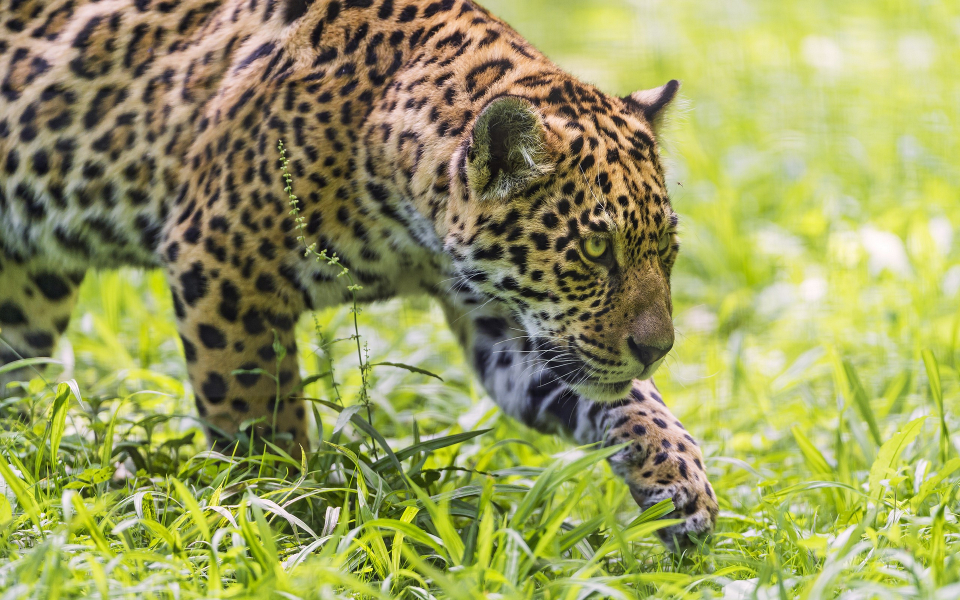 jaguar, англ,