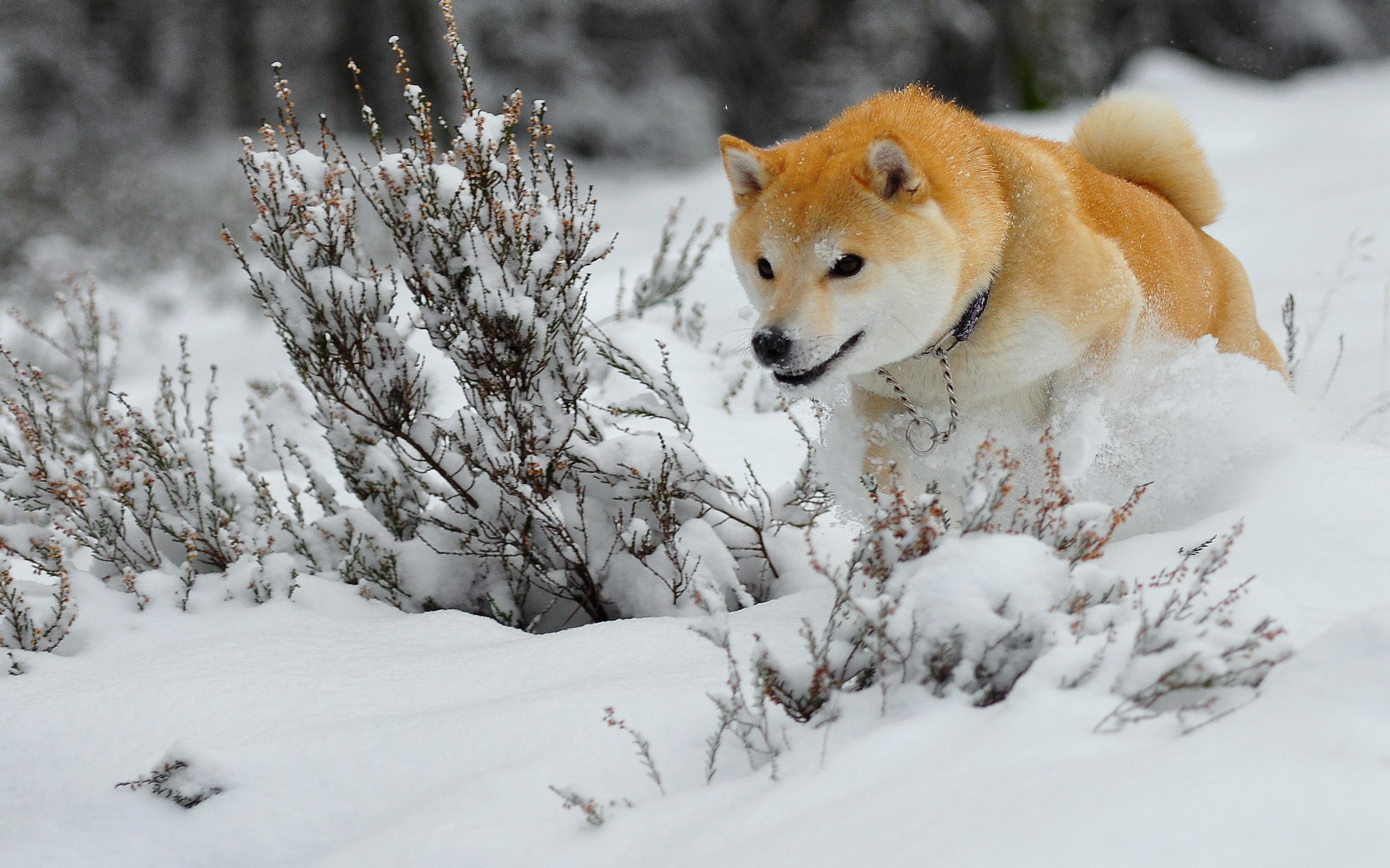 природа животные собаки деревья зима снег без смс
