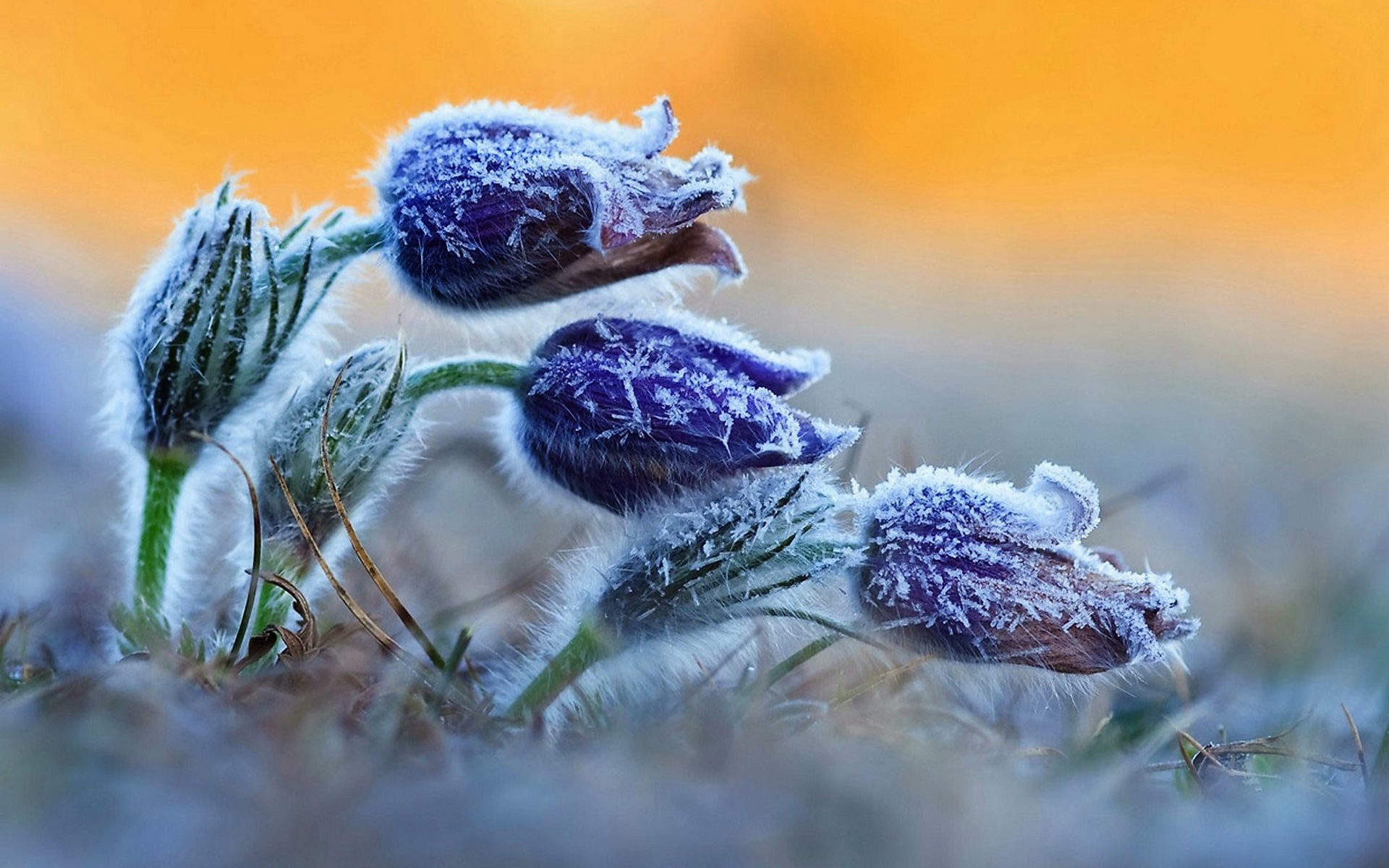 и другие, необычные