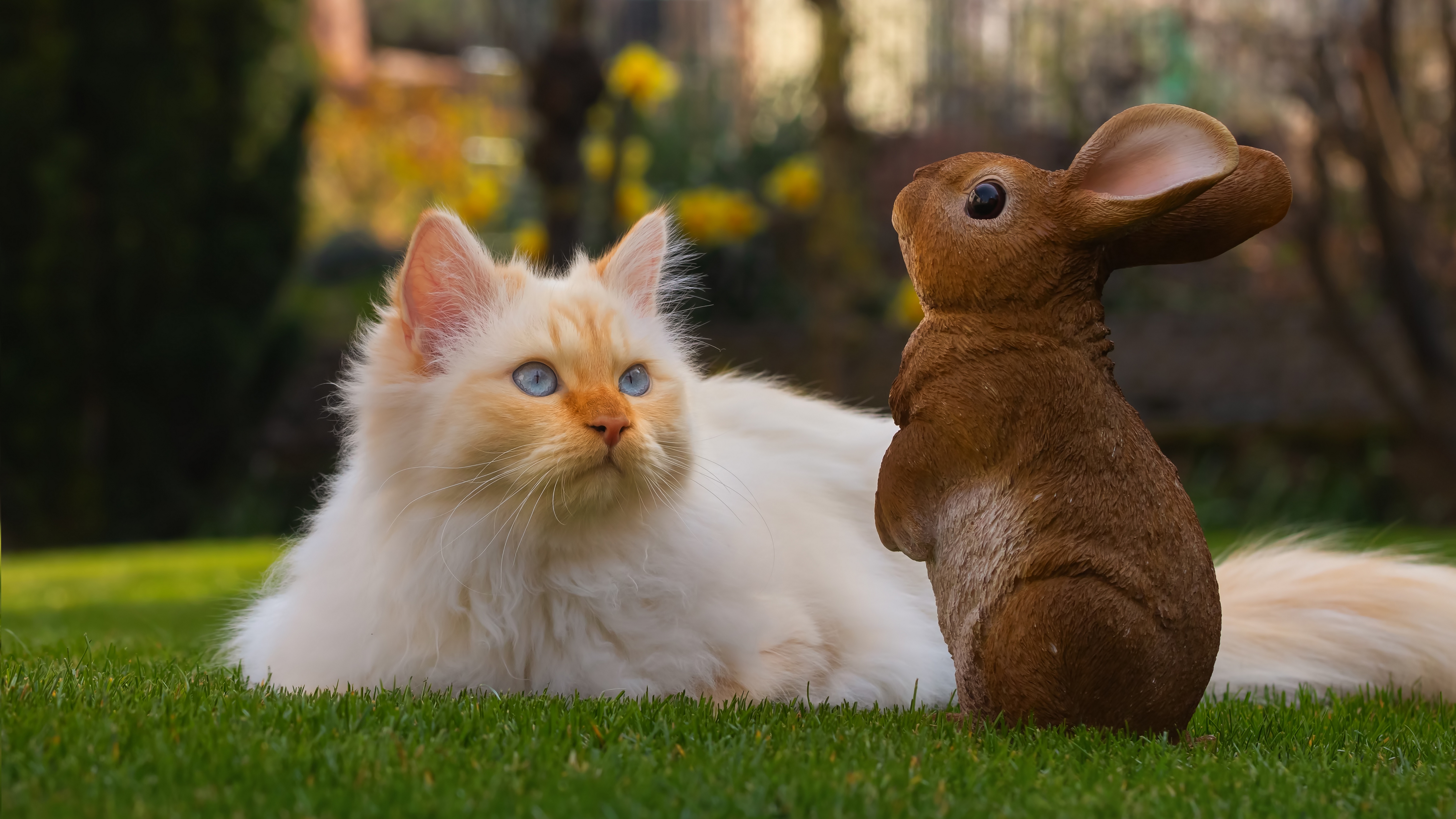 Картинки кот кролик на рабочий стол