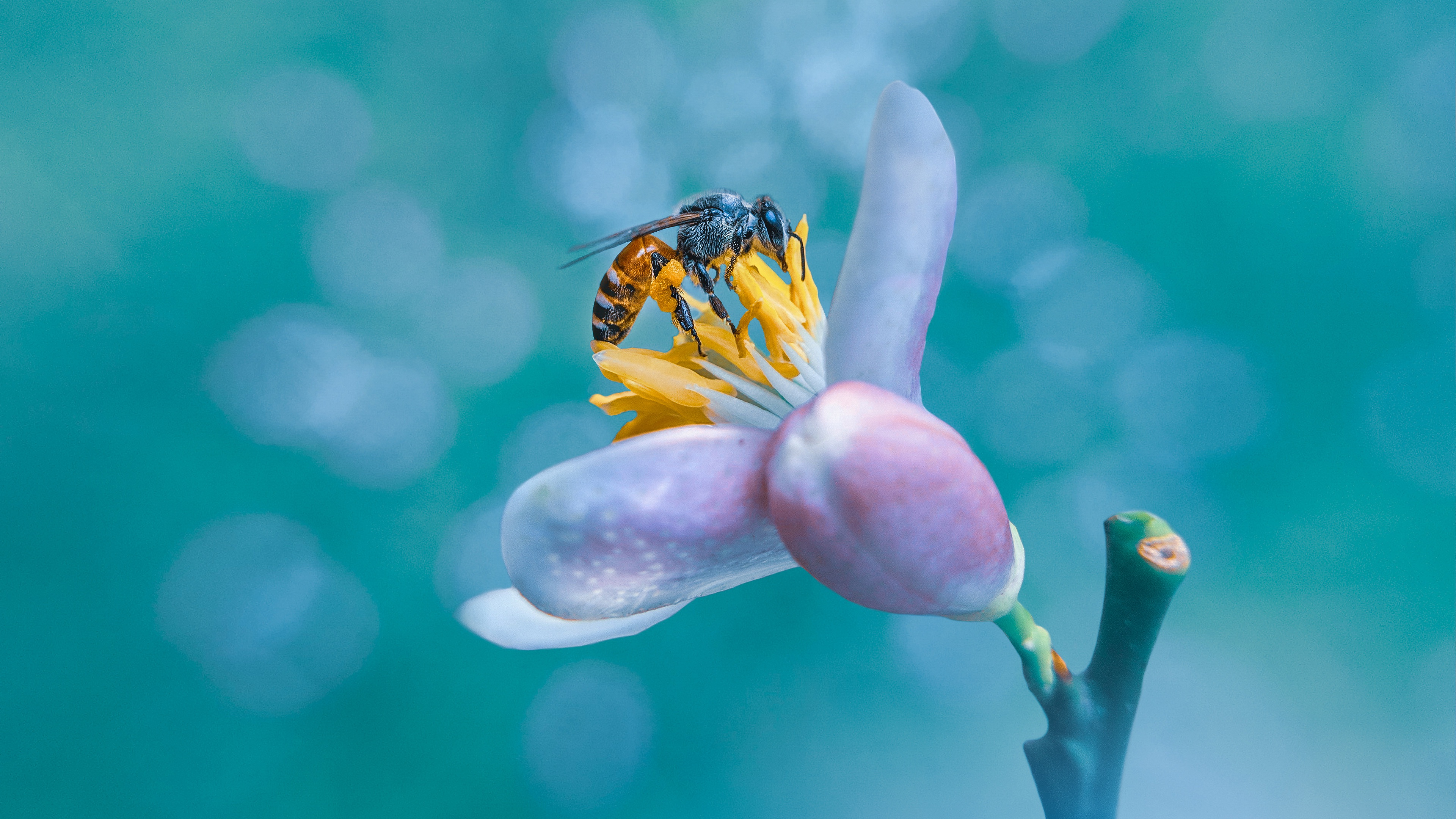 пчелка, цветы, abeille