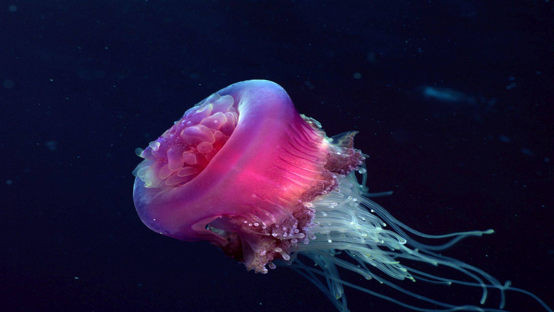 jellyfish, ocean