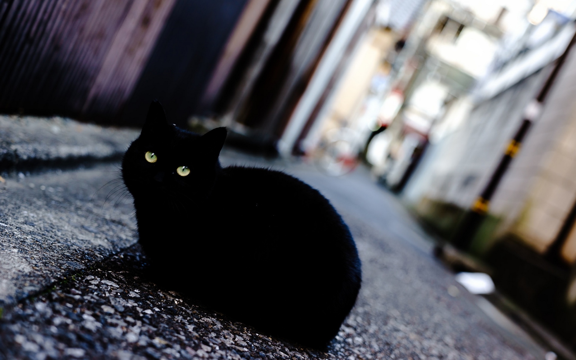 Красивый черный кот на улице