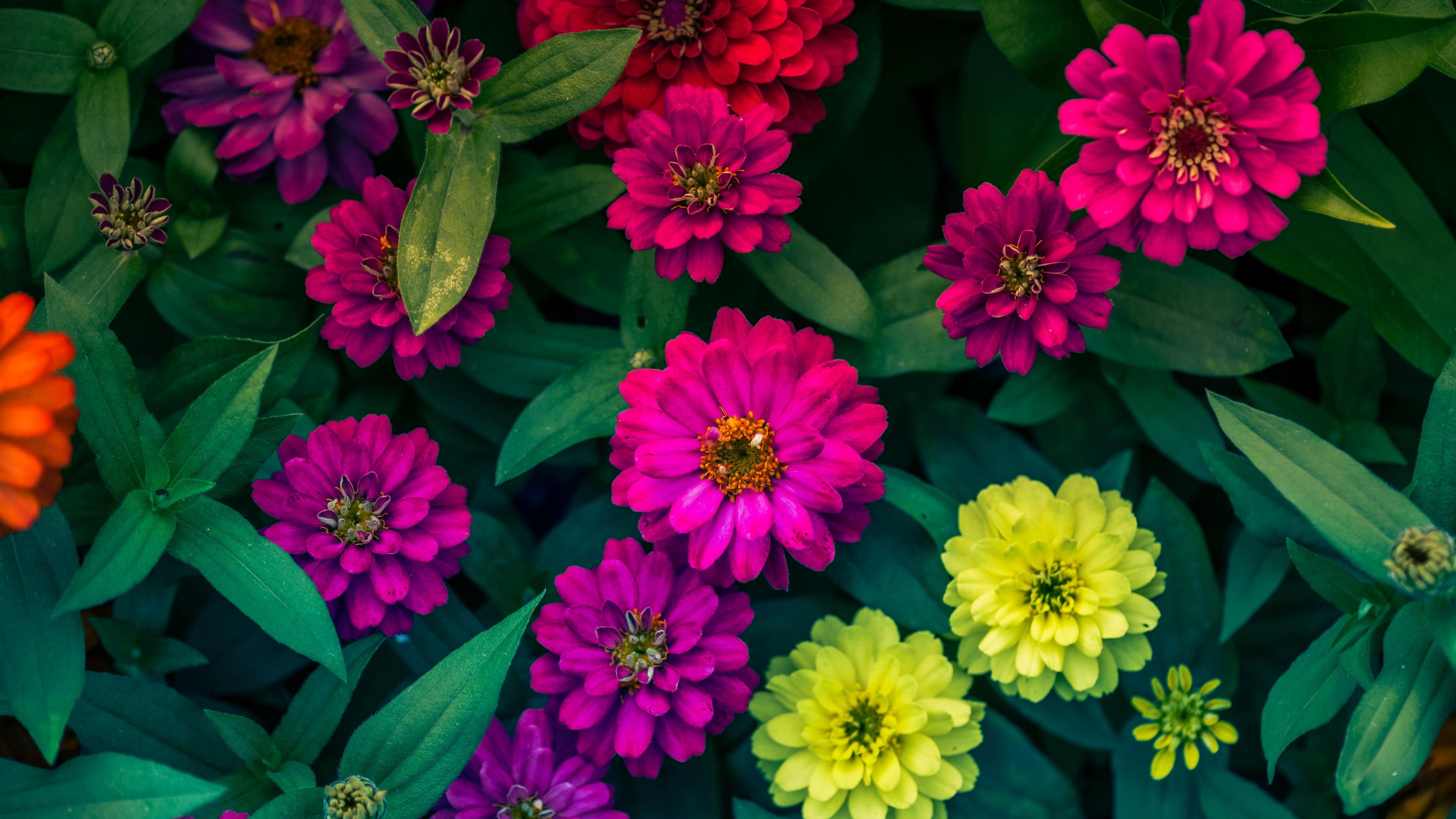 zinnia, elegan
