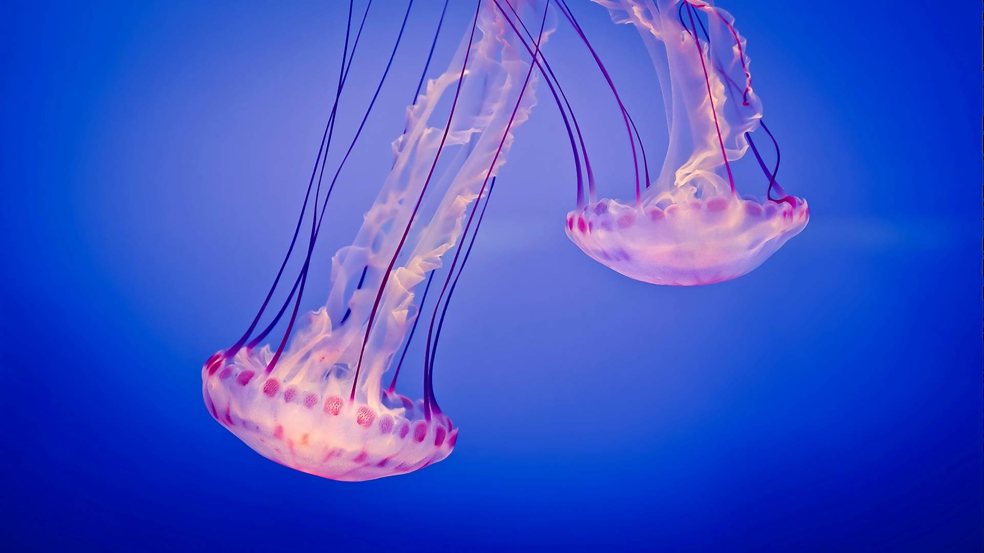 jellyfish