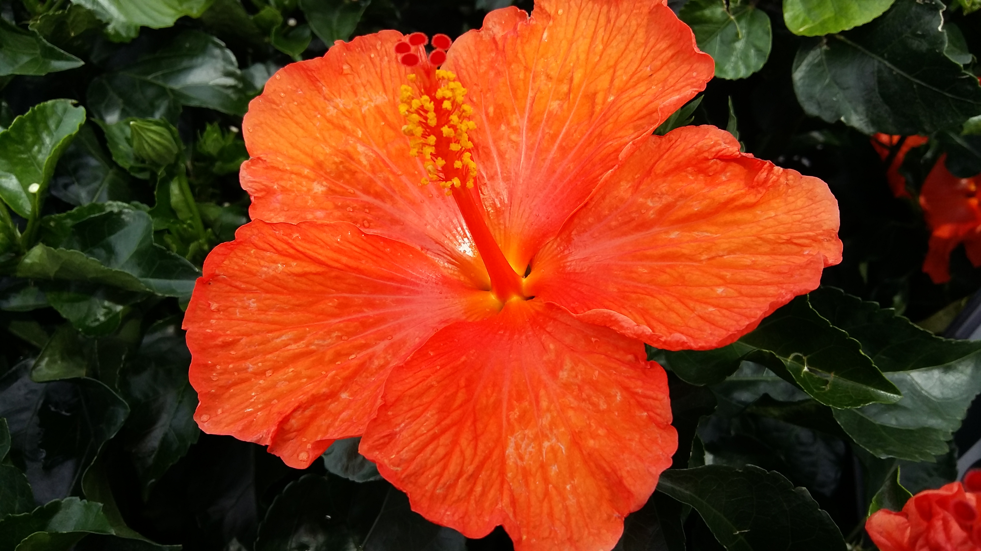 3264x1836