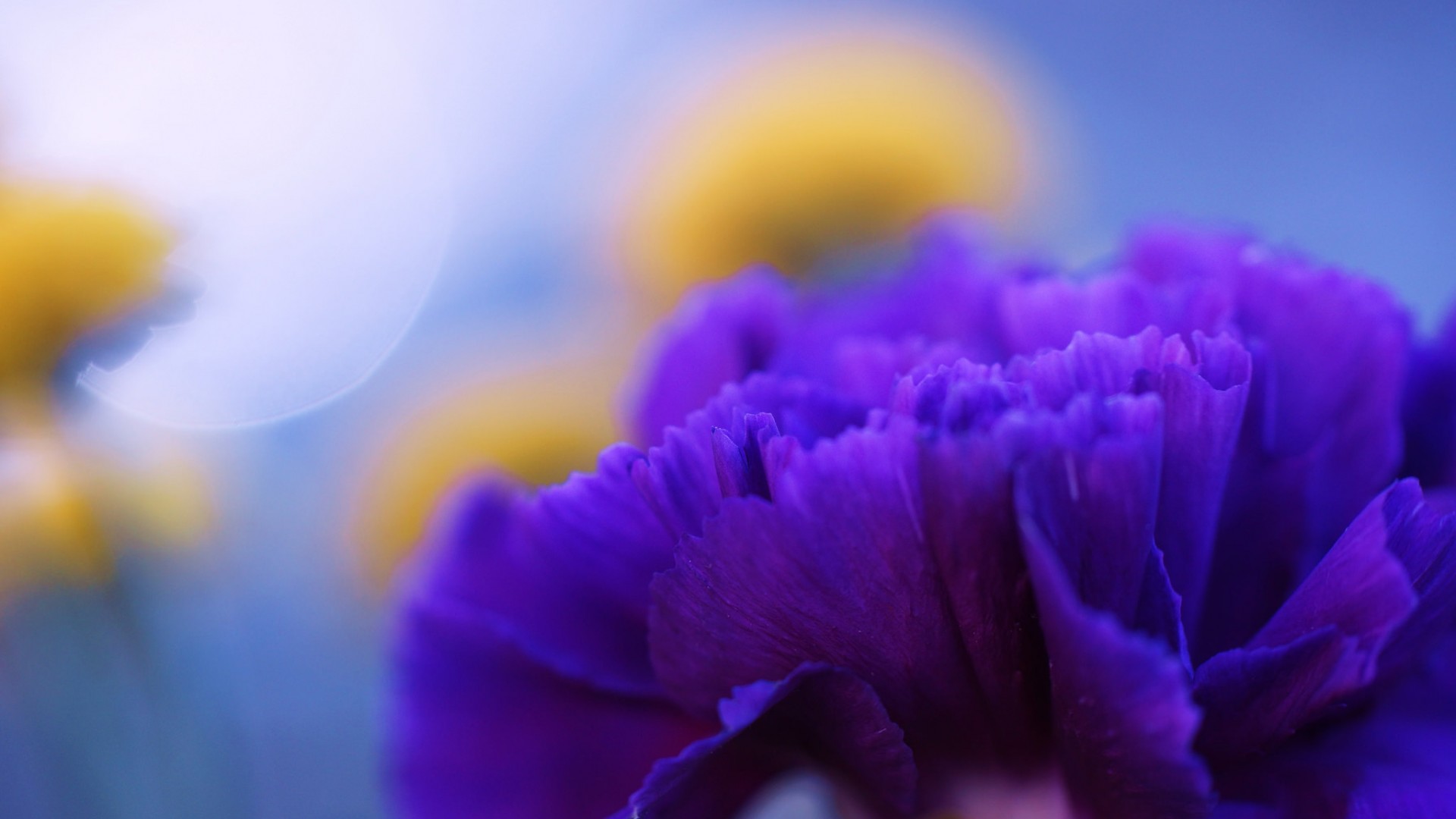 фото, макро, цветы