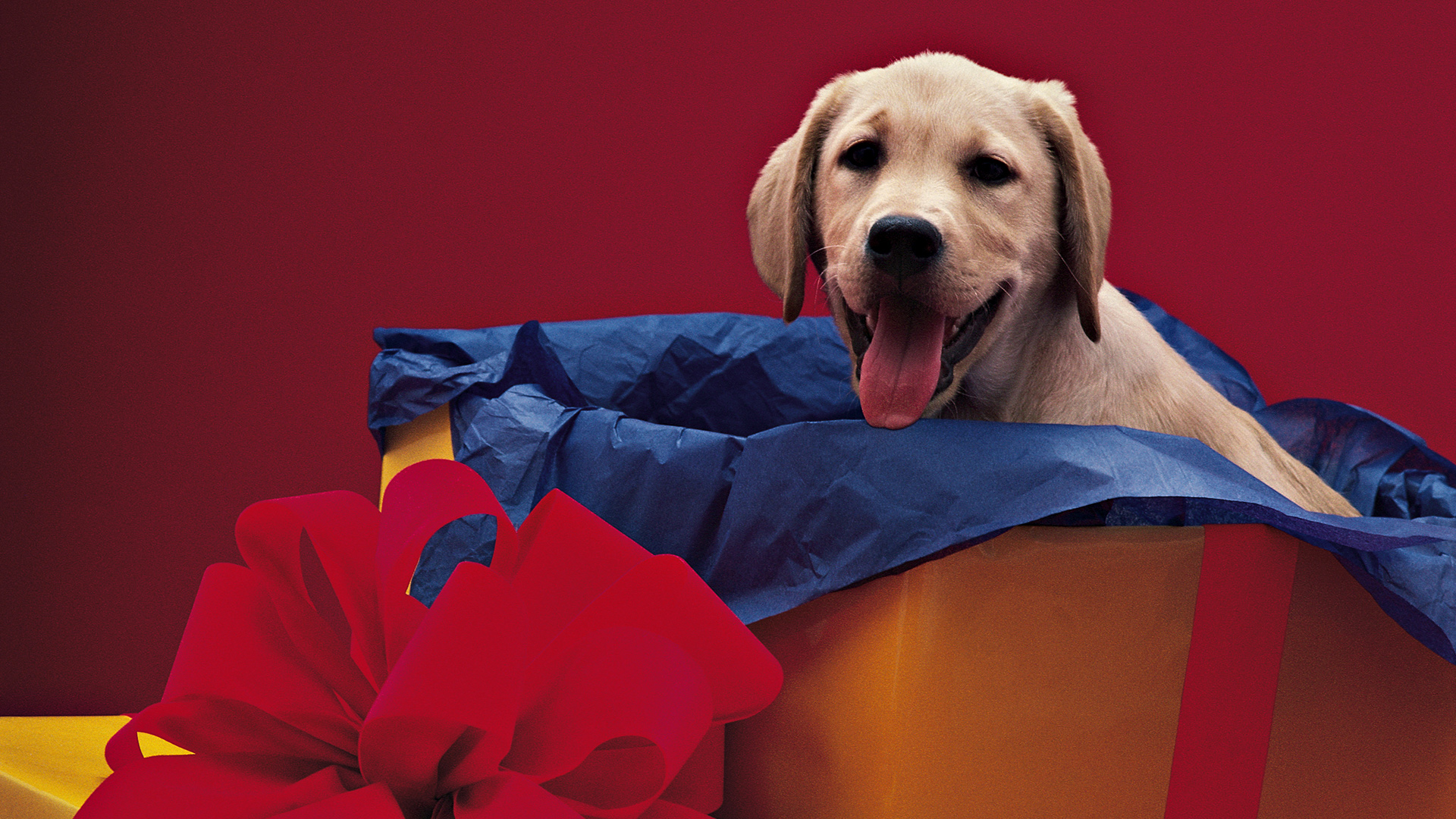 Собачка в подарочной коробке бесплатно