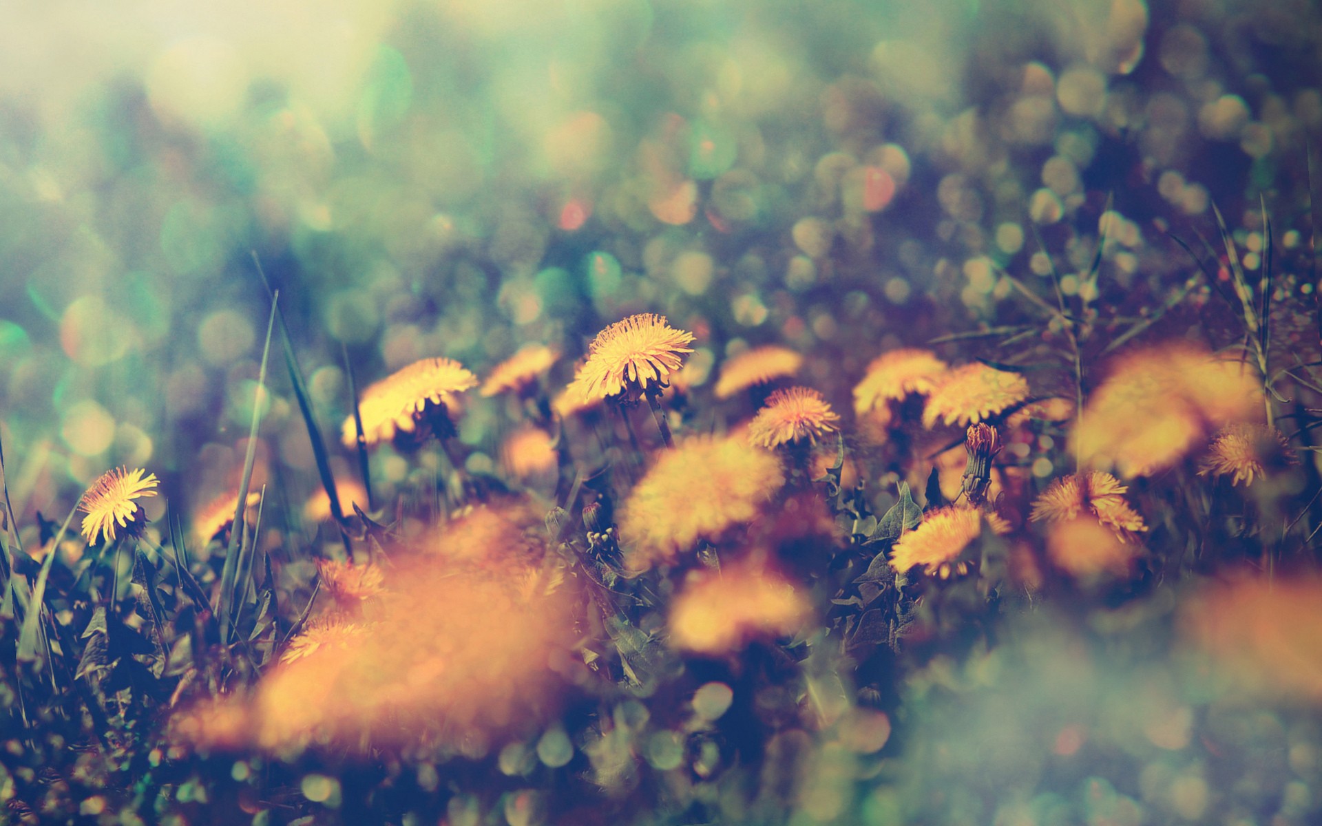 Одуванчик природа желтые цветы трава без смс