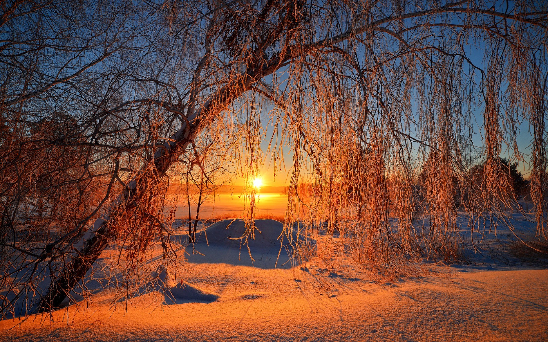 закат, природа, лес