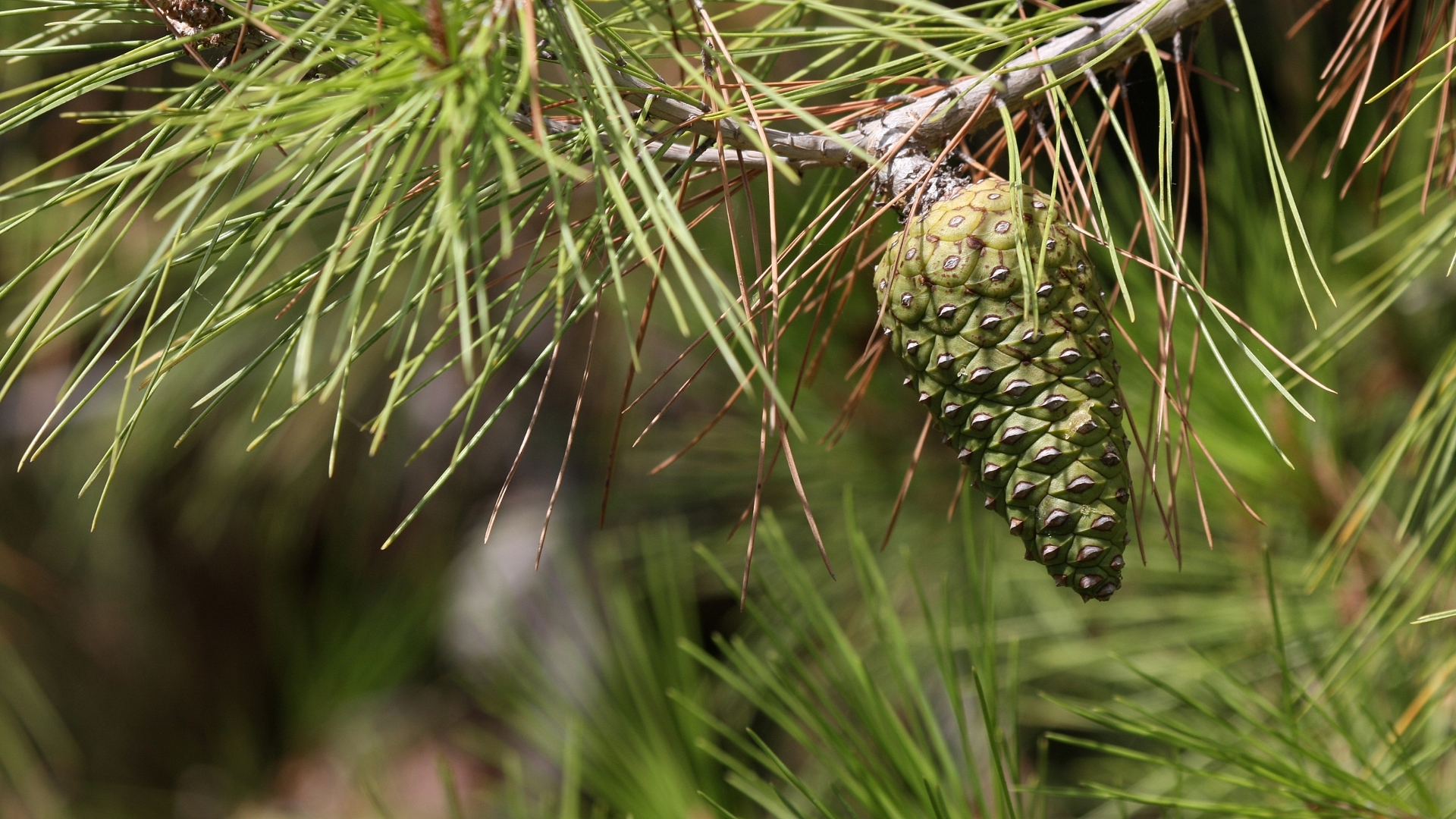 pine, природа, cone
