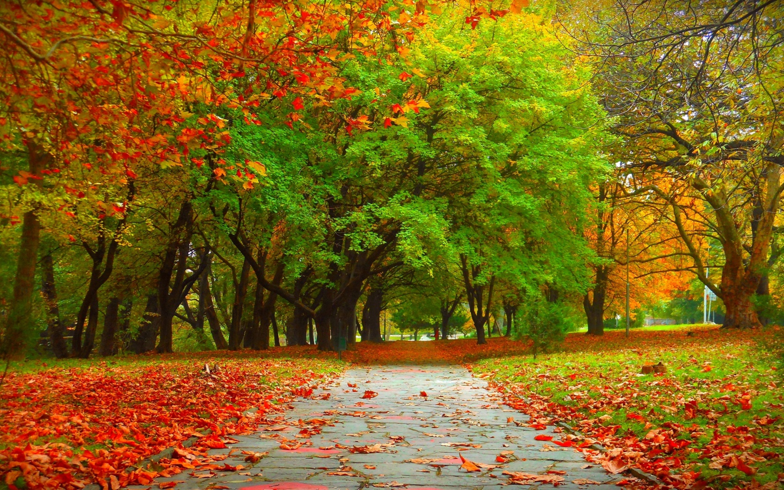 осень, деревья, дерево