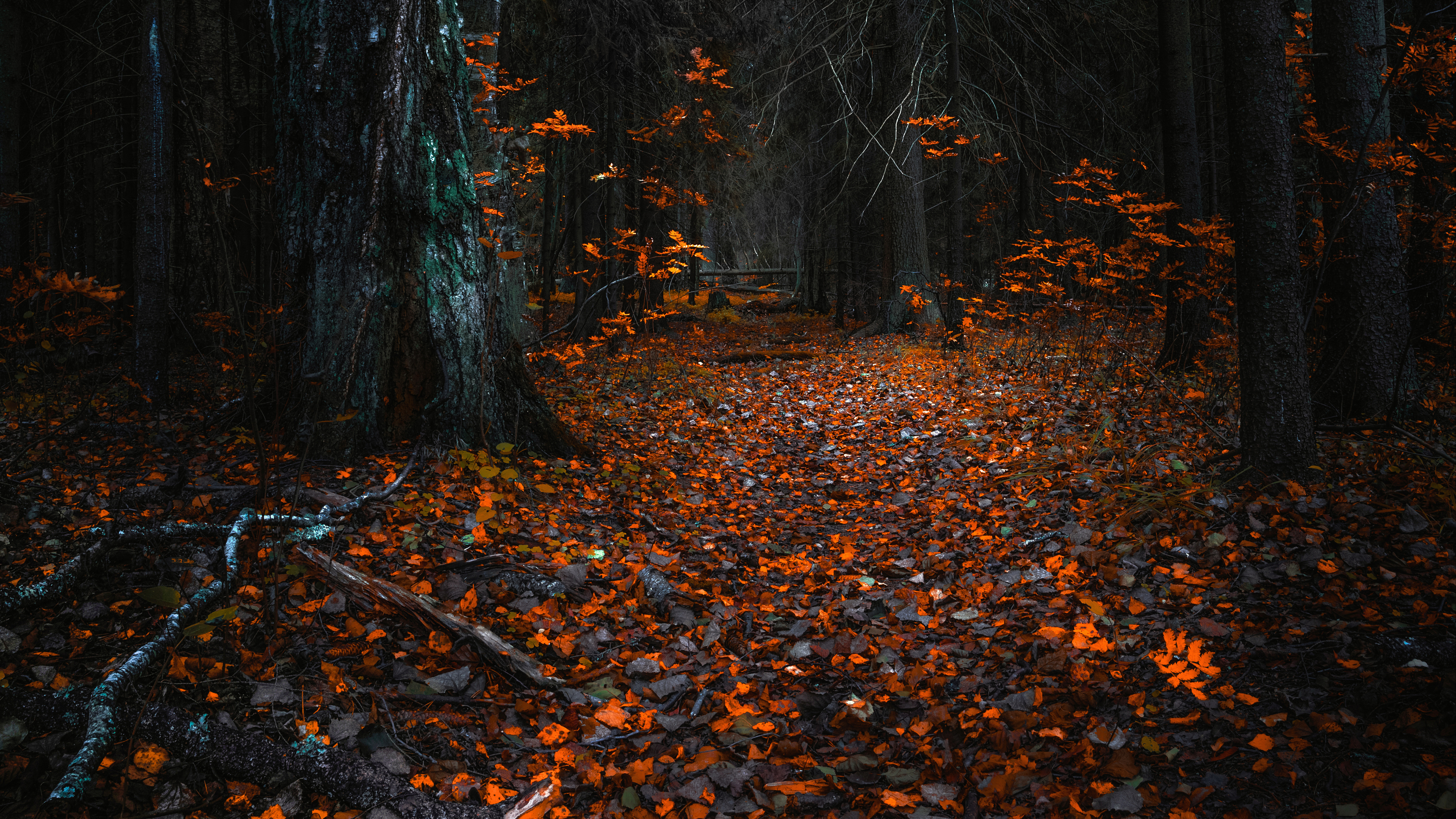 осень, природа, листья