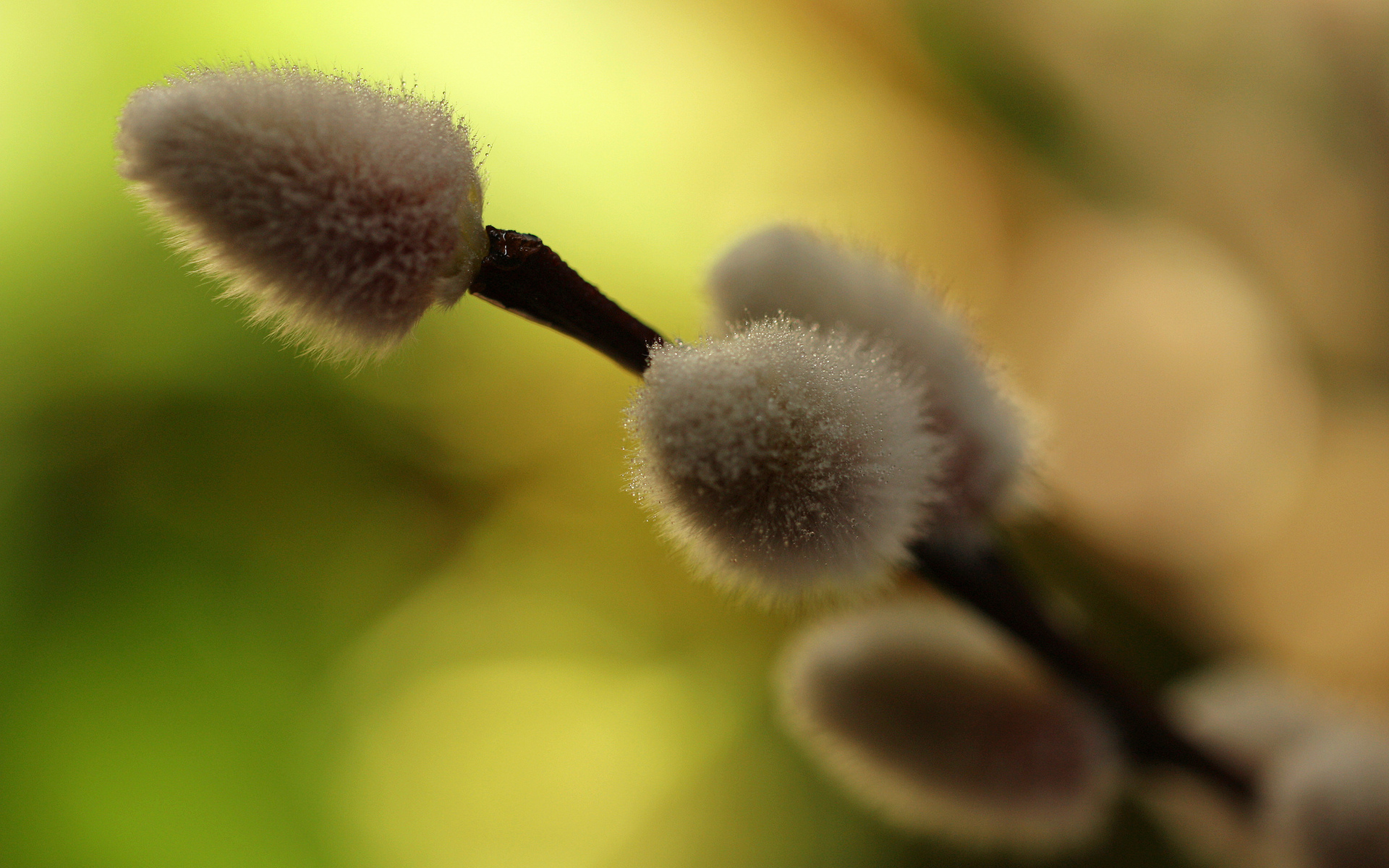 willow, branch, весна
