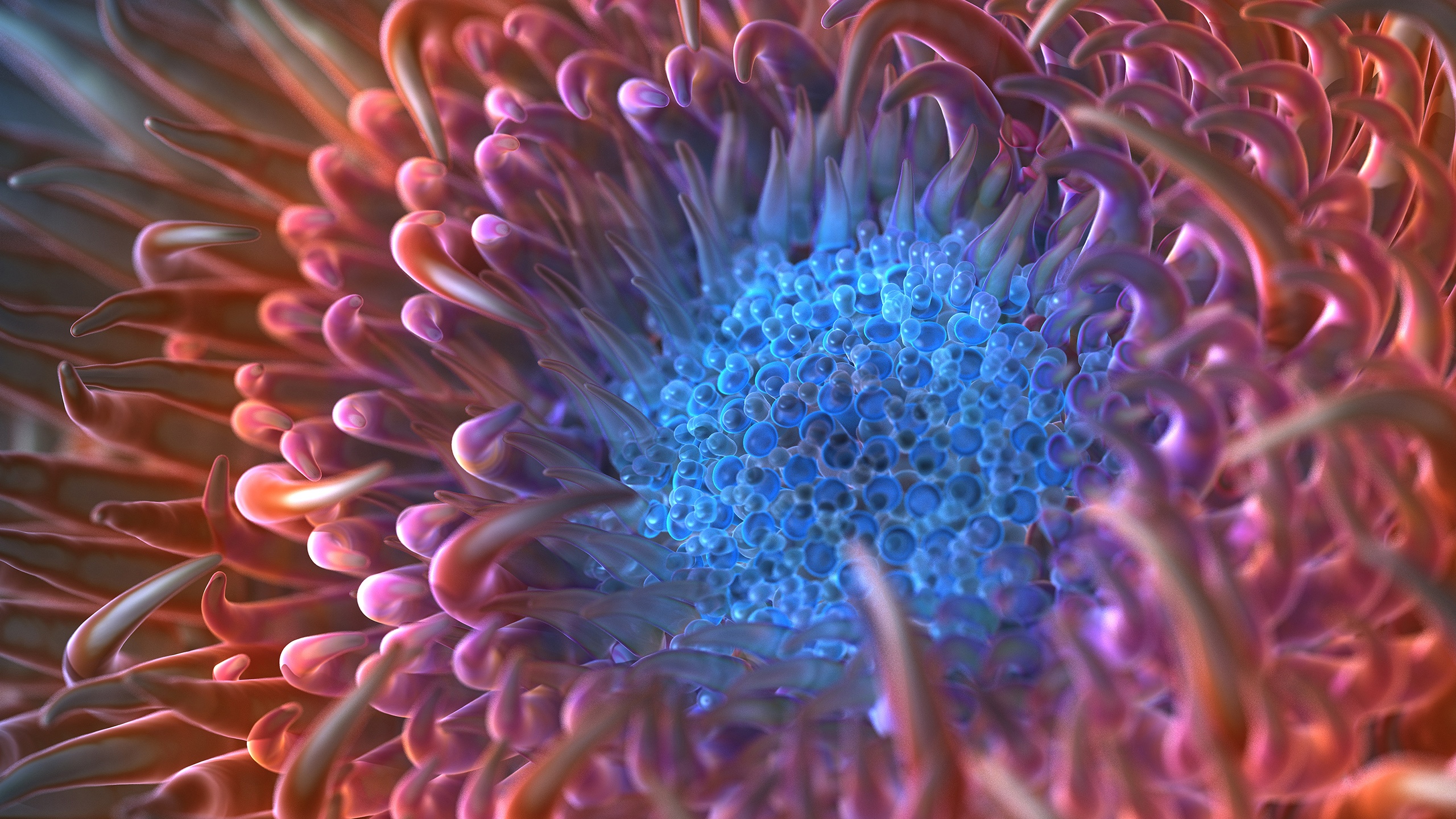 anemone, макро, чёрно