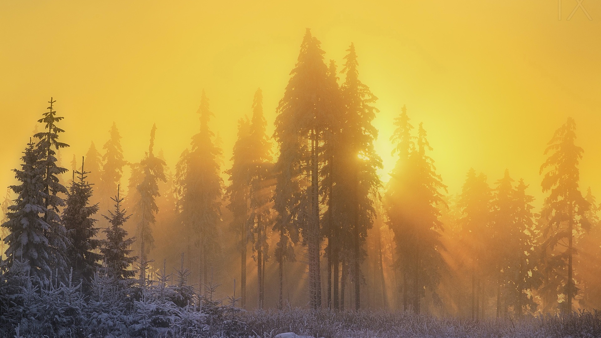 зима, лес