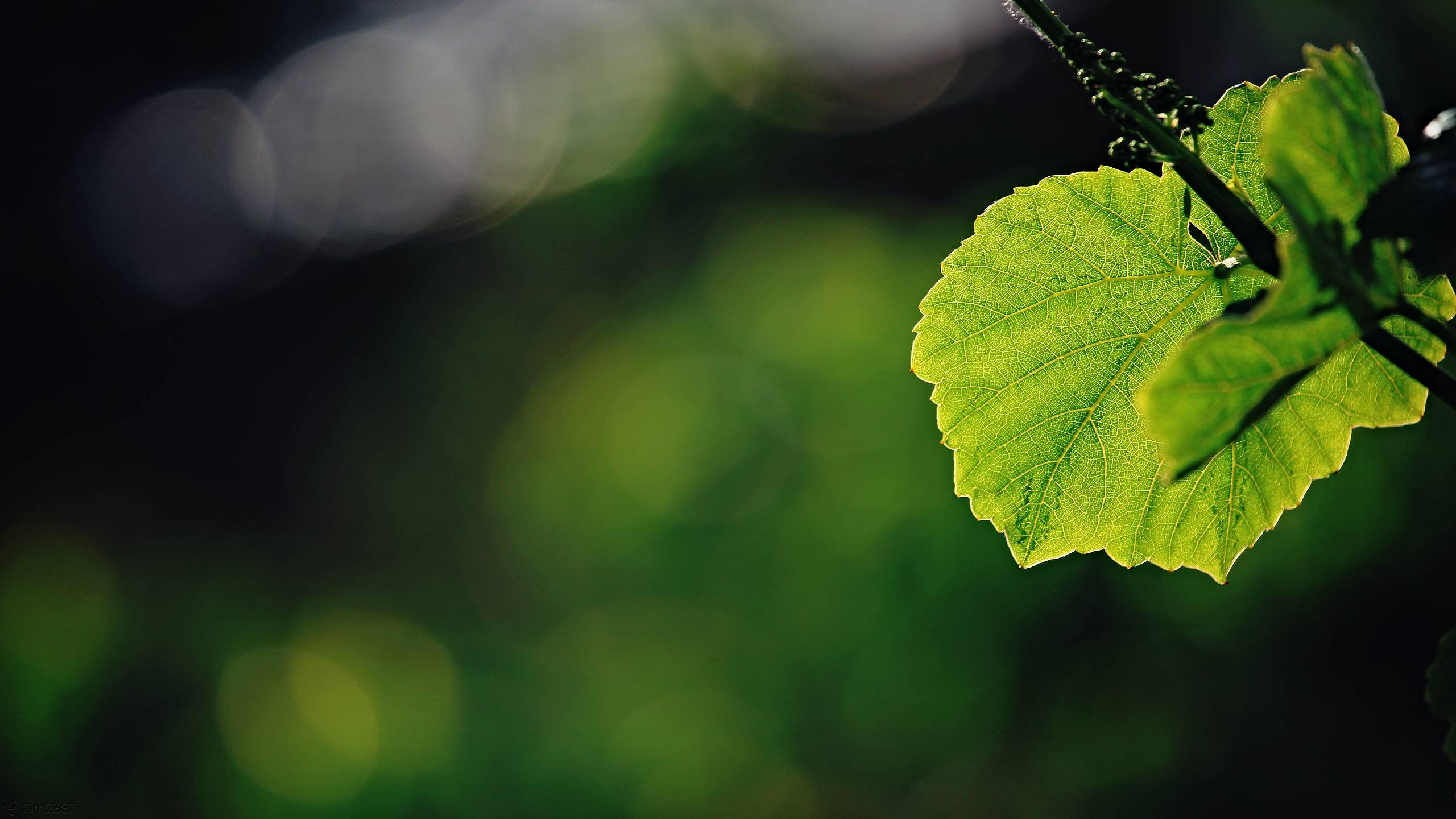 greenery, свежесть, весна