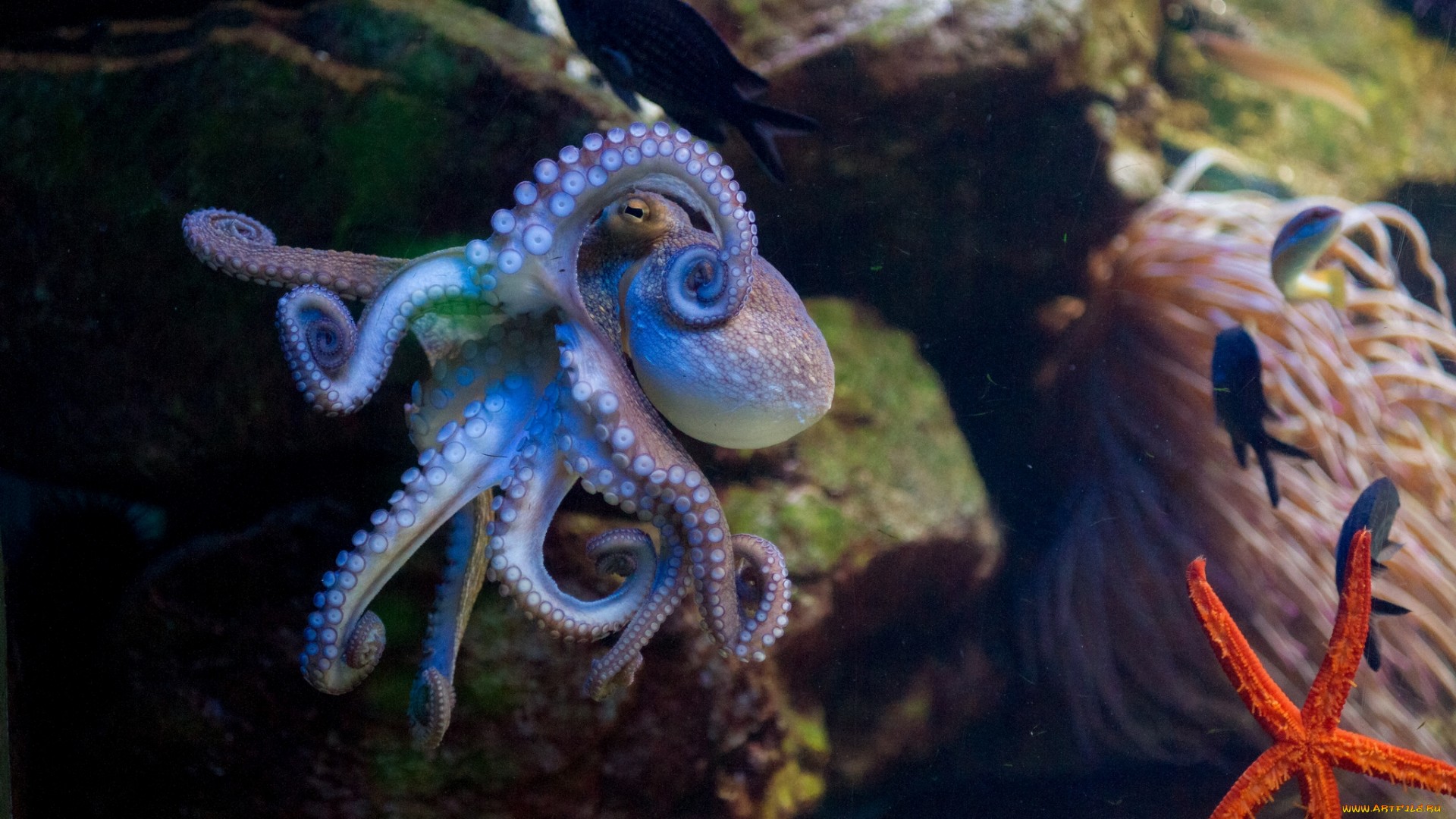 восемь, nog, трио