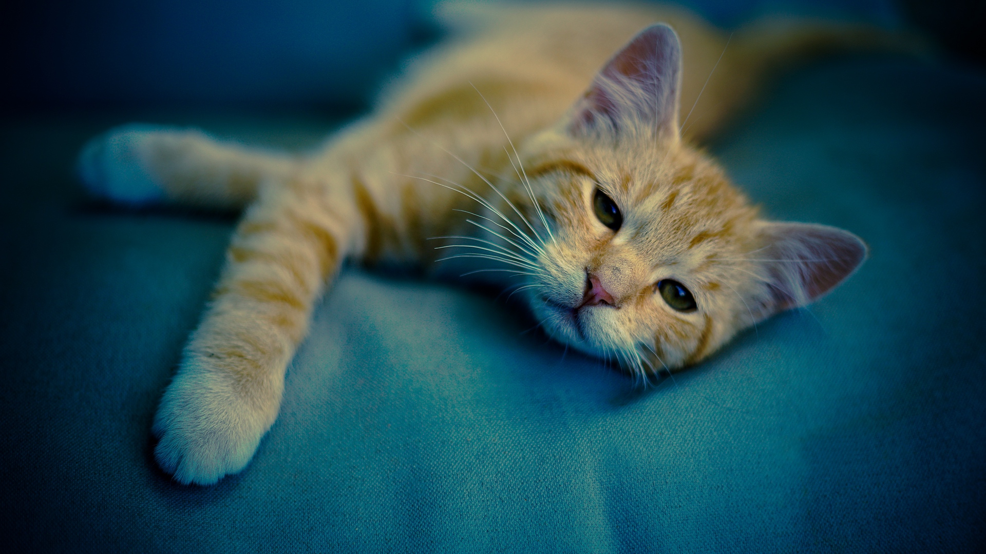 соня, котенок
