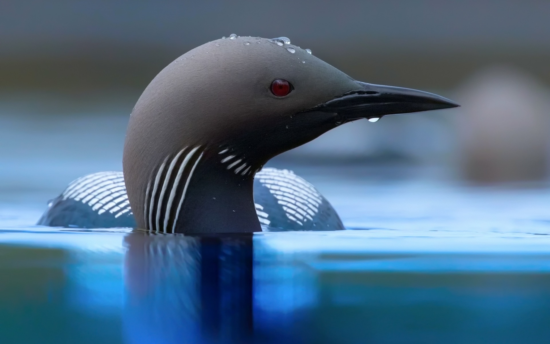 loon