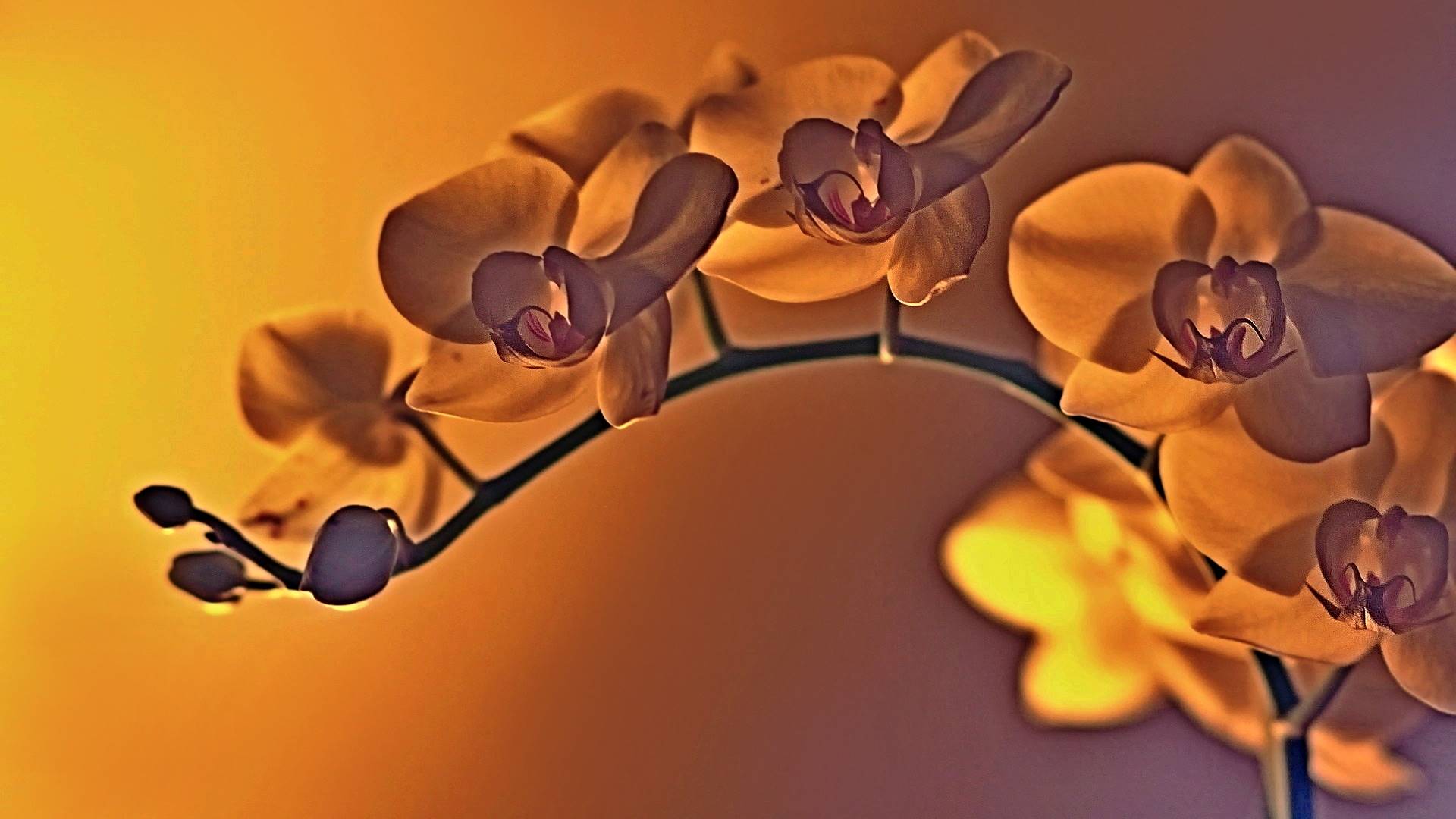 цветы, орхидея, фон