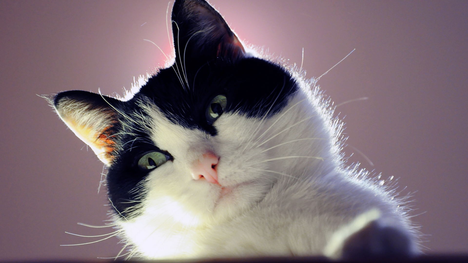 кошки, симпатичные