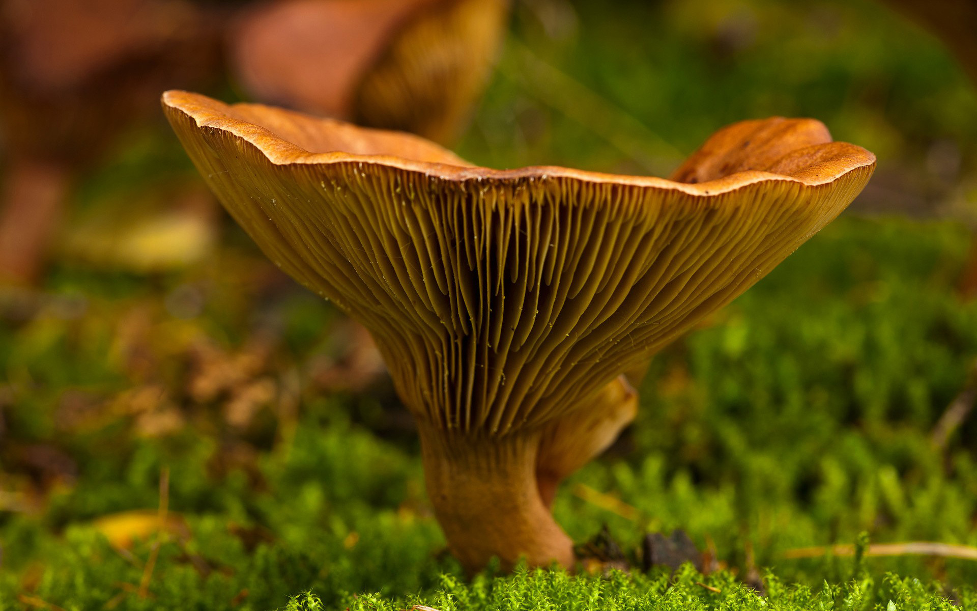 mushroom, business, лес