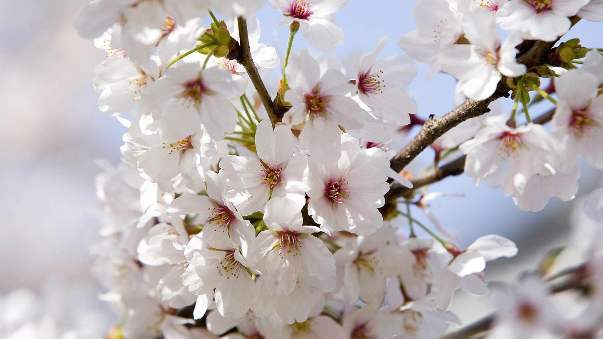 открытка, пиринг, ошовский