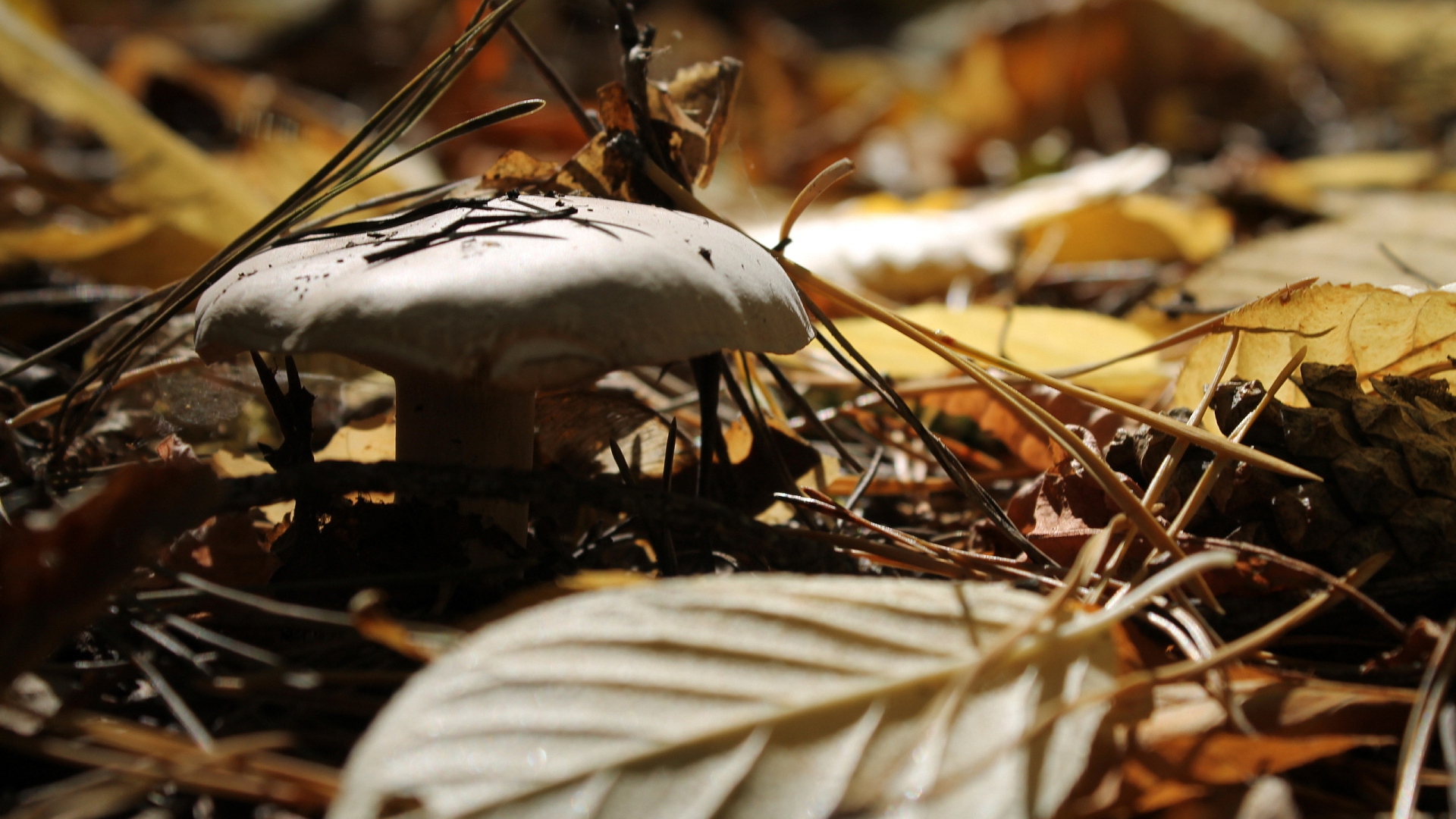 mushroom