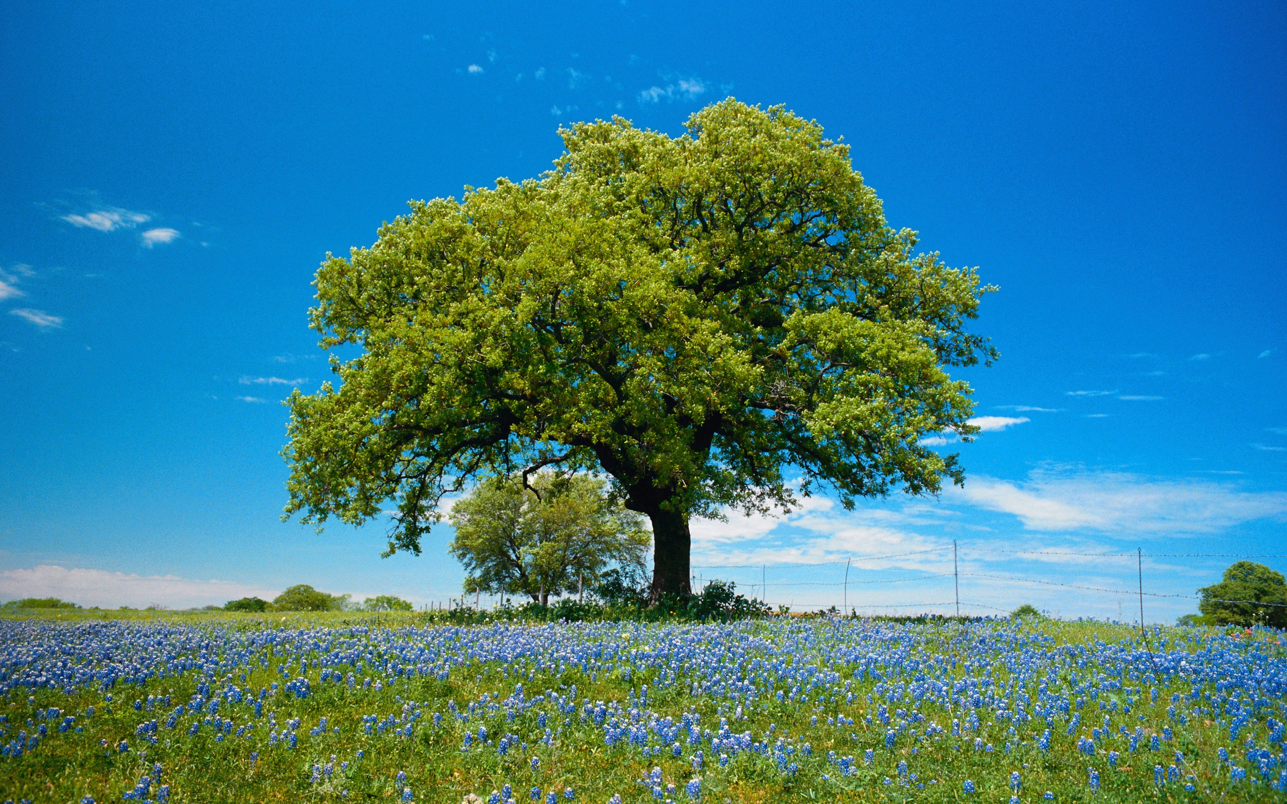 деревья, дерево, лес