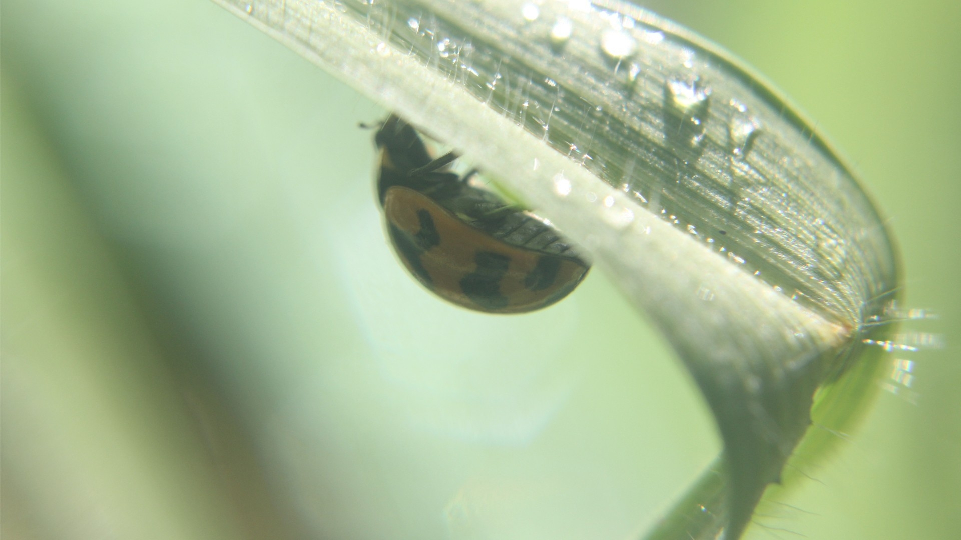 desktop, high, ladybug