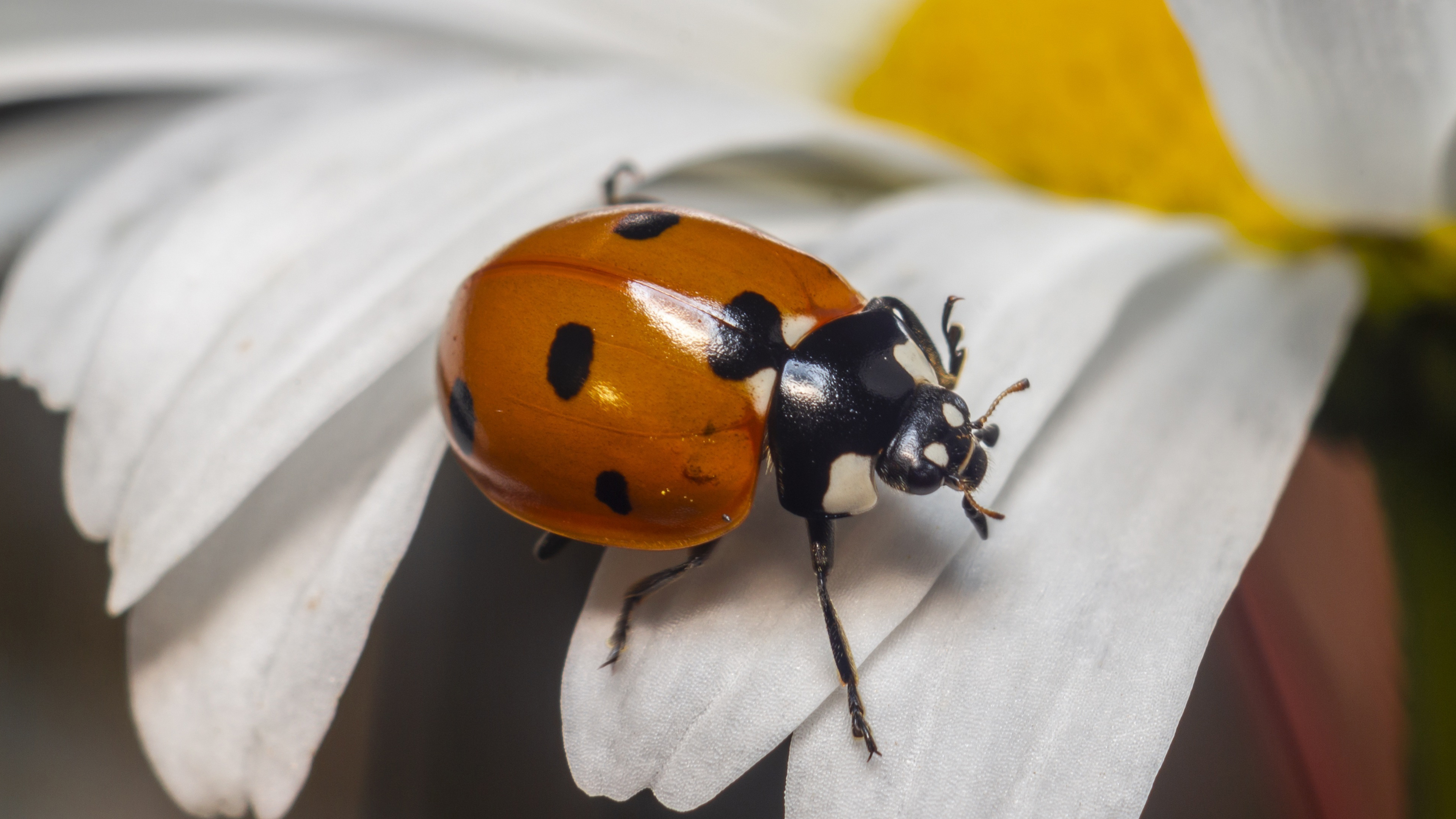 ladybug, цветы, coccinella