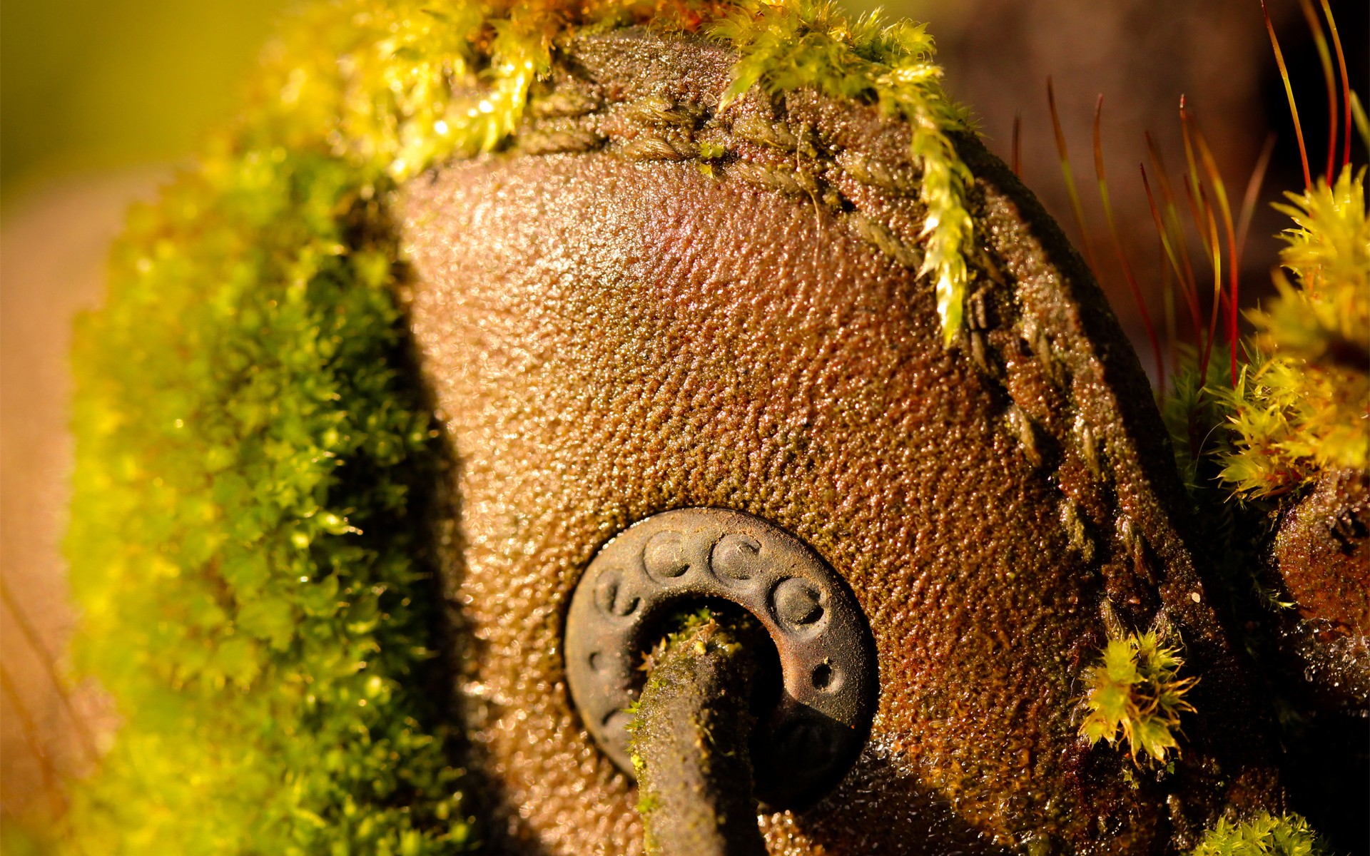макро, desktop, plants