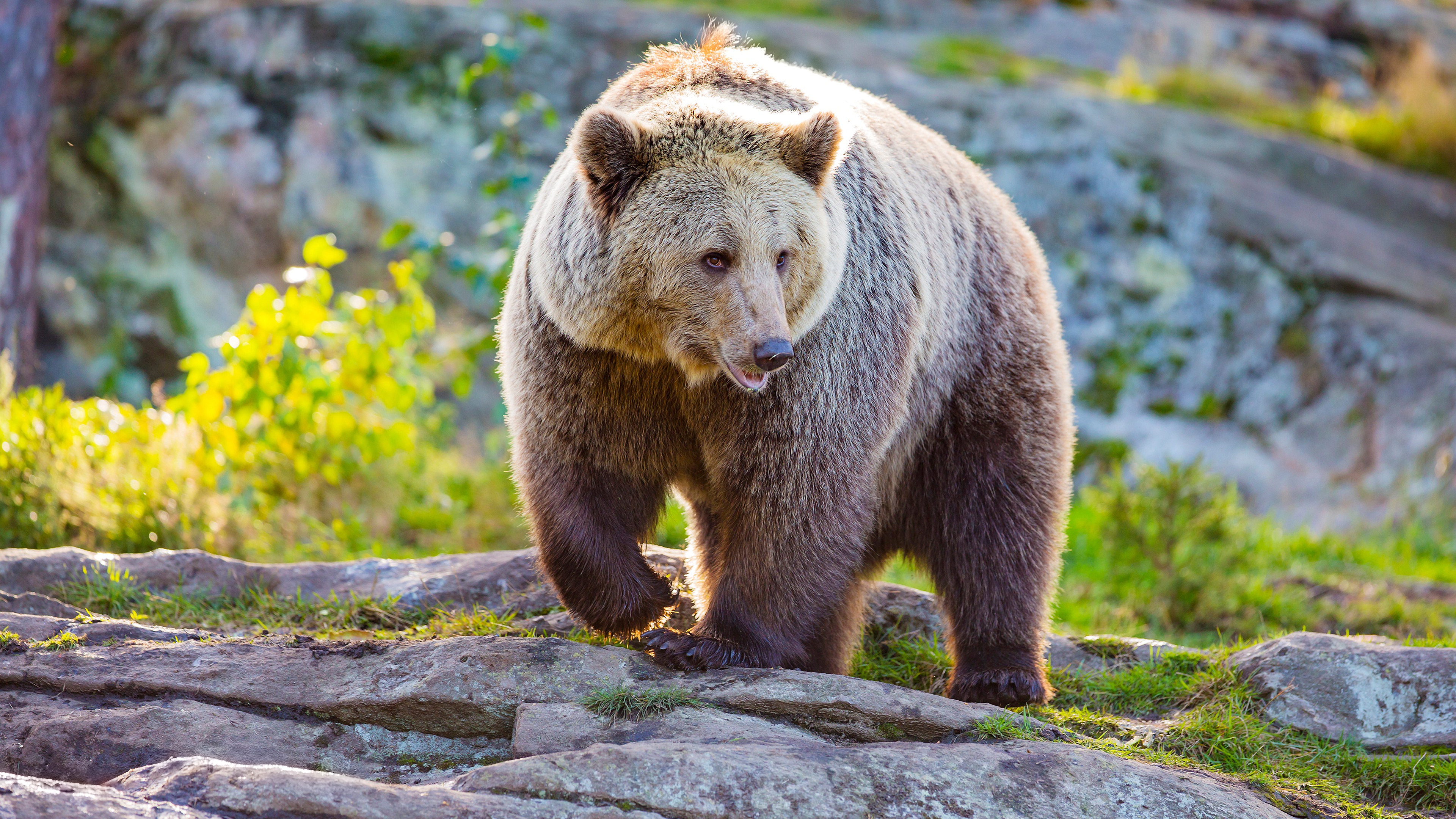 Медведь. Северная Америка медведь Гризли. Бурый медведь. Бурый медведь (Ursus arctos). Канадский медведь Гризли.
