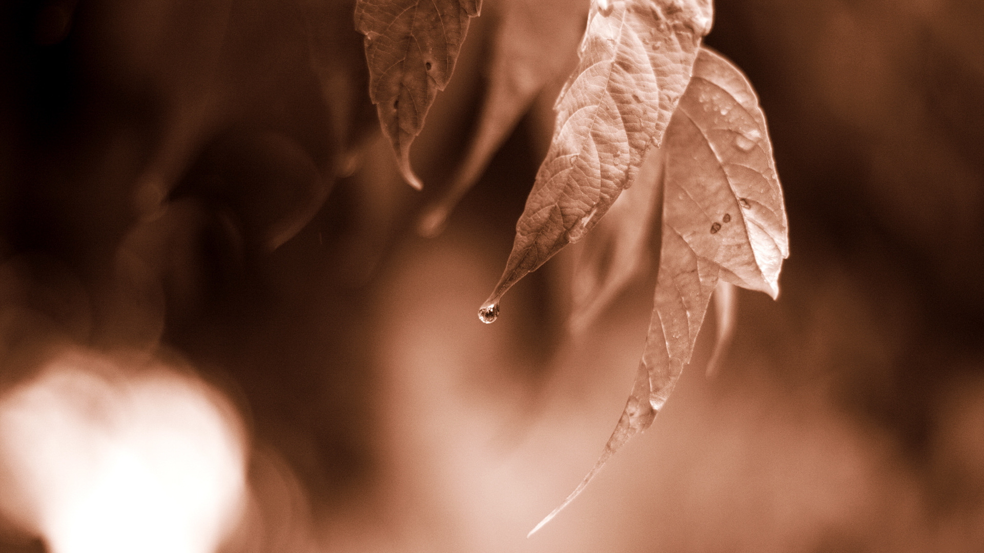 leaf, monochrome, растение