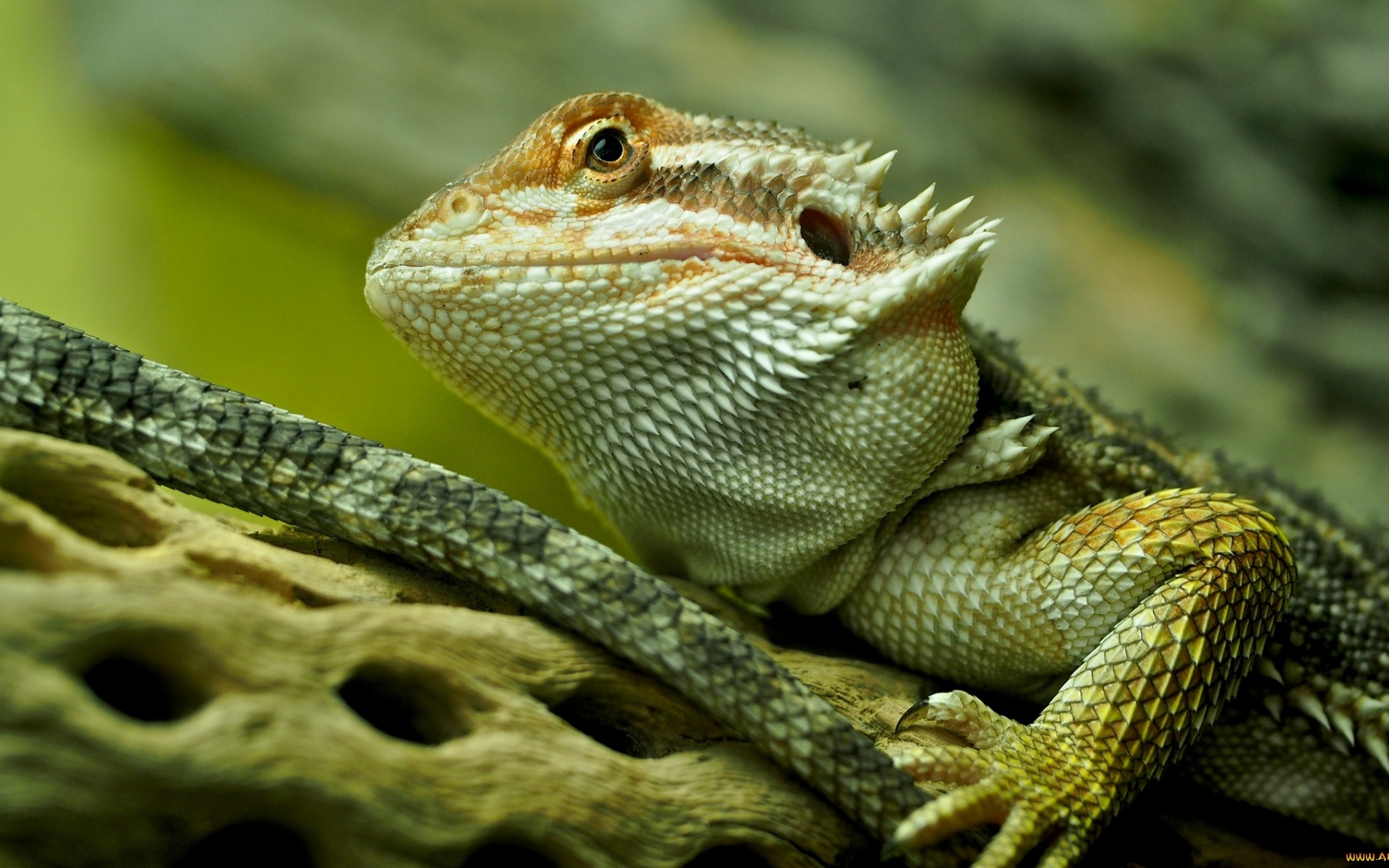 дракон, борода, фото