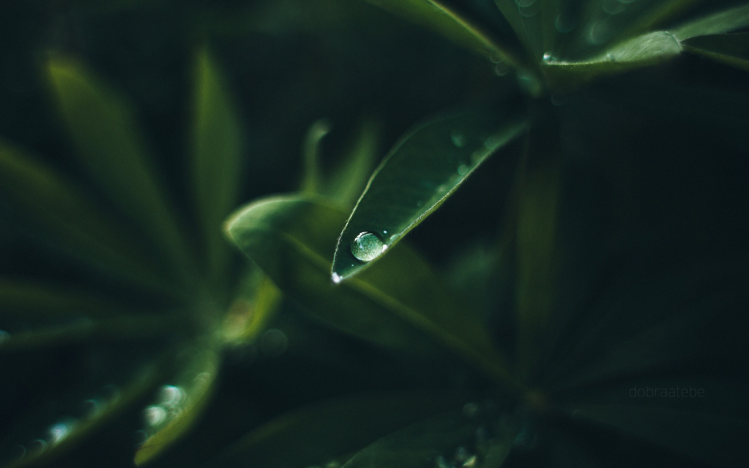 drop
