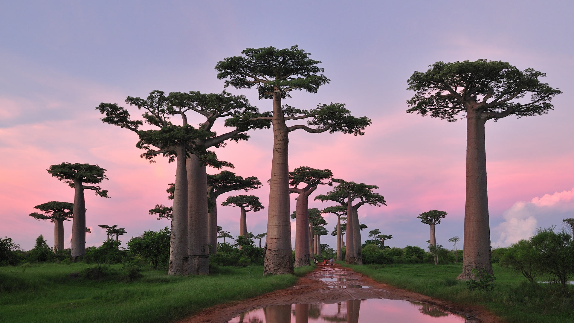 baobab, ekvatorial